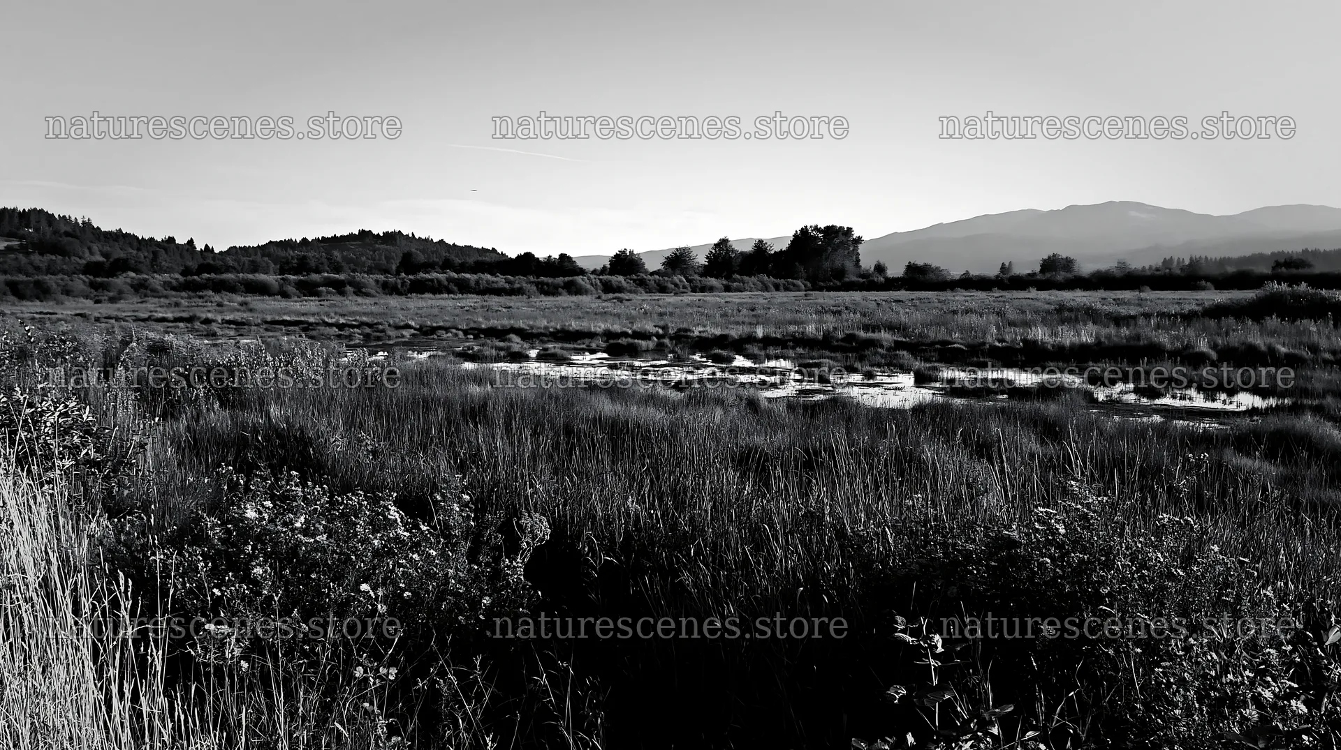 Saga floodplain meadow with reed foreground during daylight – nature scenes 10608x5938