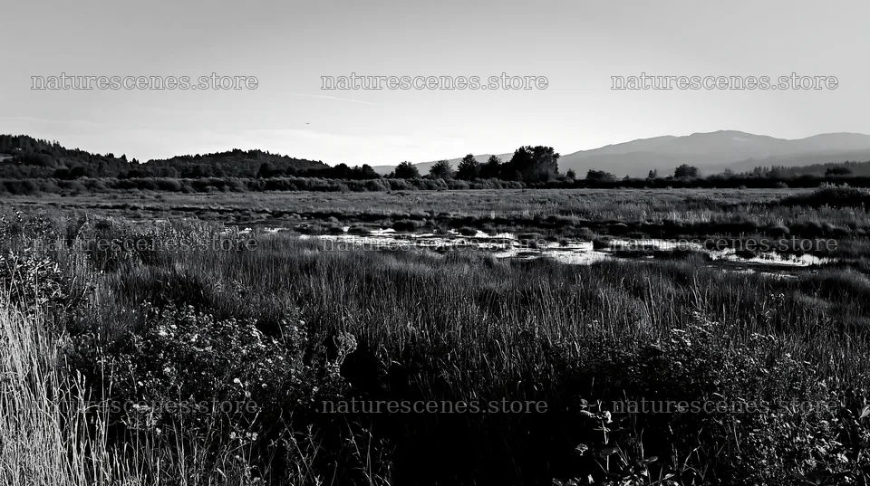 Saga floodplain meadow with reed foreground during daylight – nature scenes 10608x5938