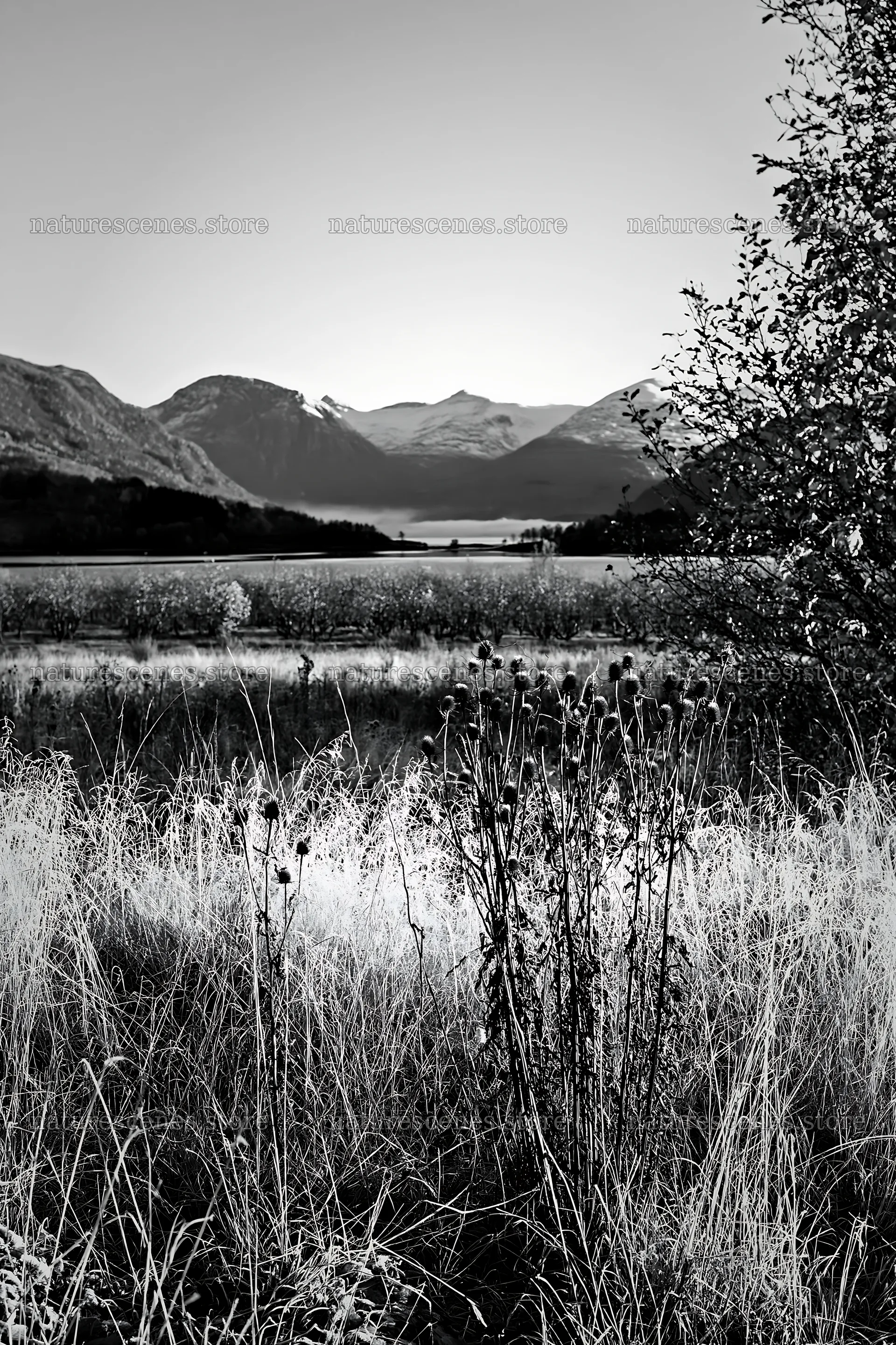 Meadow and fjord view with mountains in the background – nature scenes 6480x9722