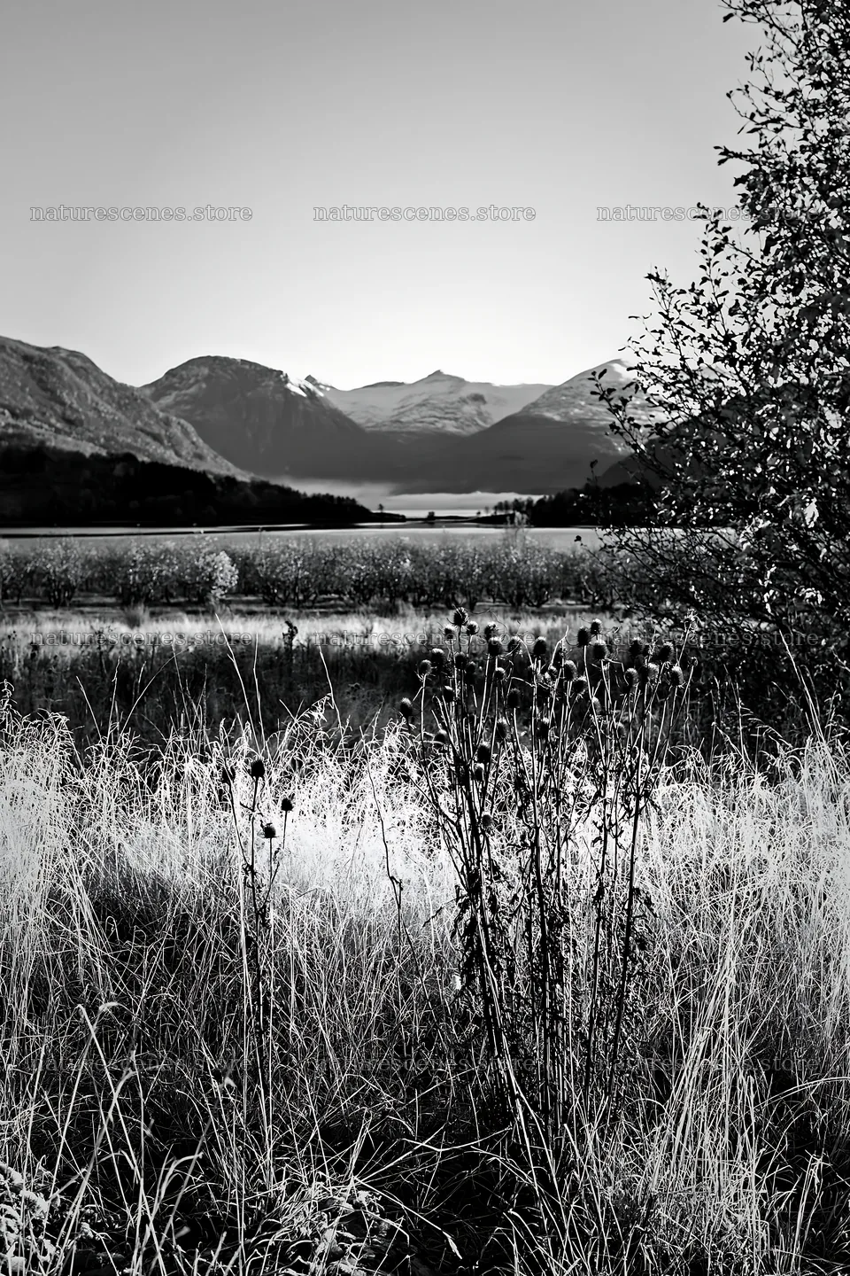 Meadow and fjord view with mountains in the background – nature scenes 6480x9722
