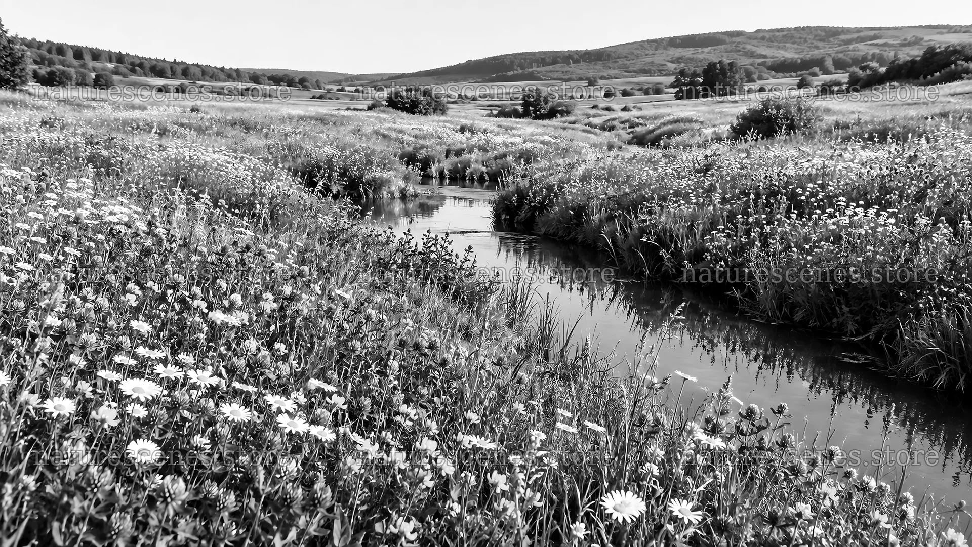 Black and White Wildflower Meadow by a Stream – nature scenes 10324x5812