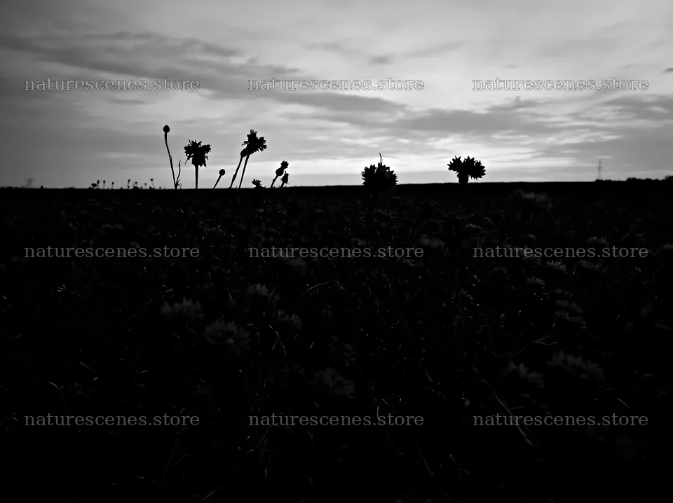 Cornflower meadow at dusk with silhouettes of flowers – nature scenes 9174x6866