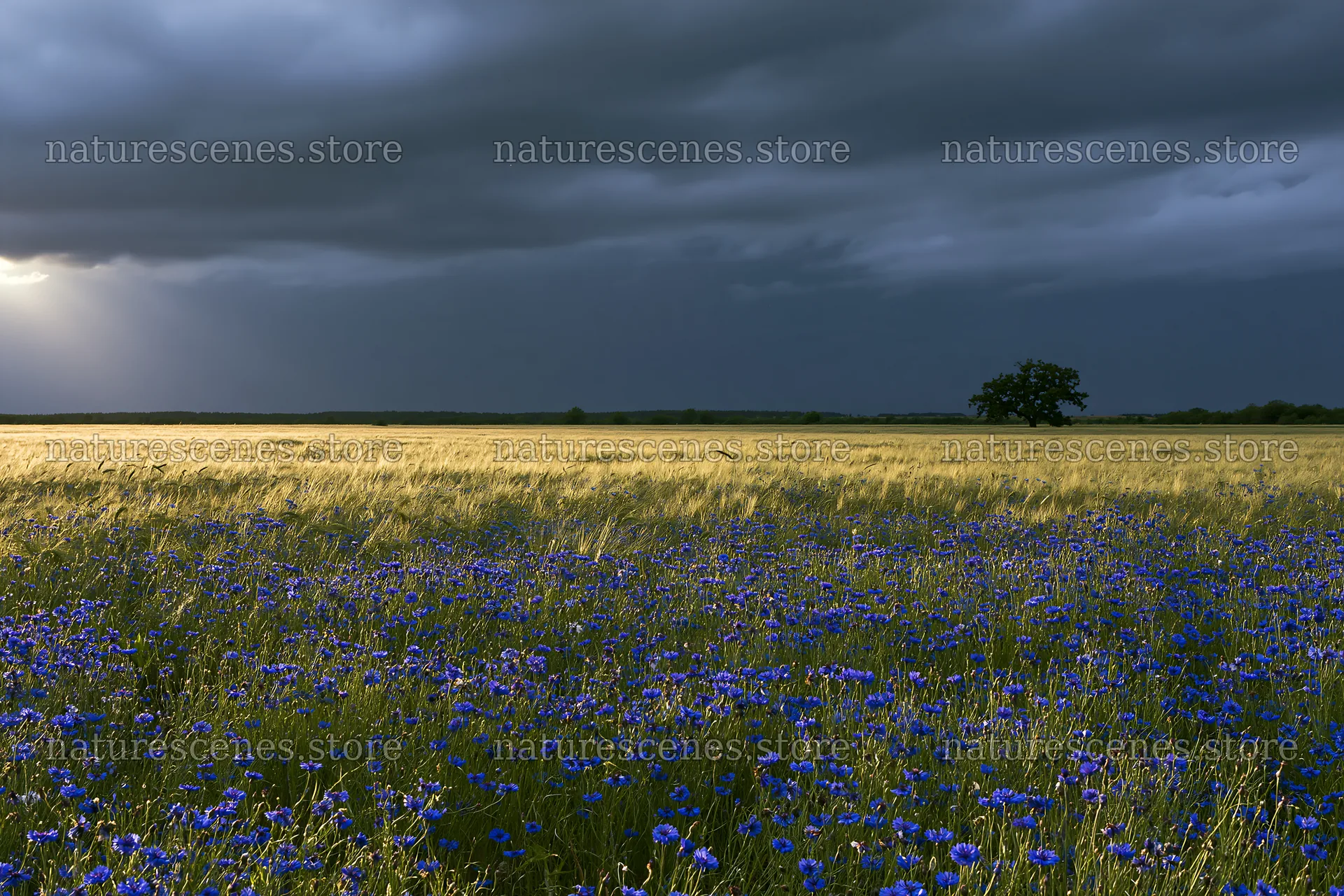 Cornflower meadow website header image with dark clouds – nature scenes 9722x6480