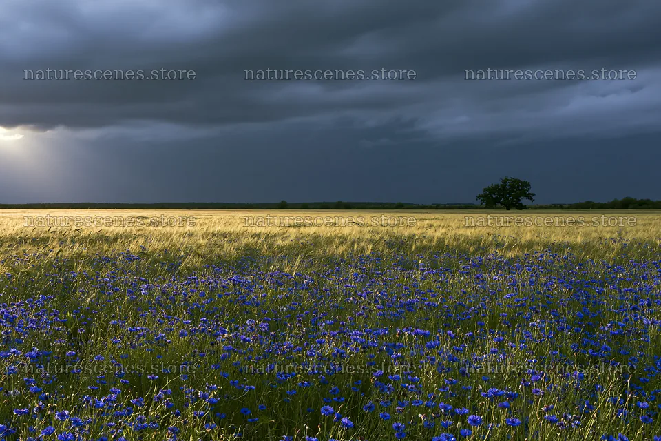Cornflower meadow website header image with dark clouds – nature scenes 9722x6480