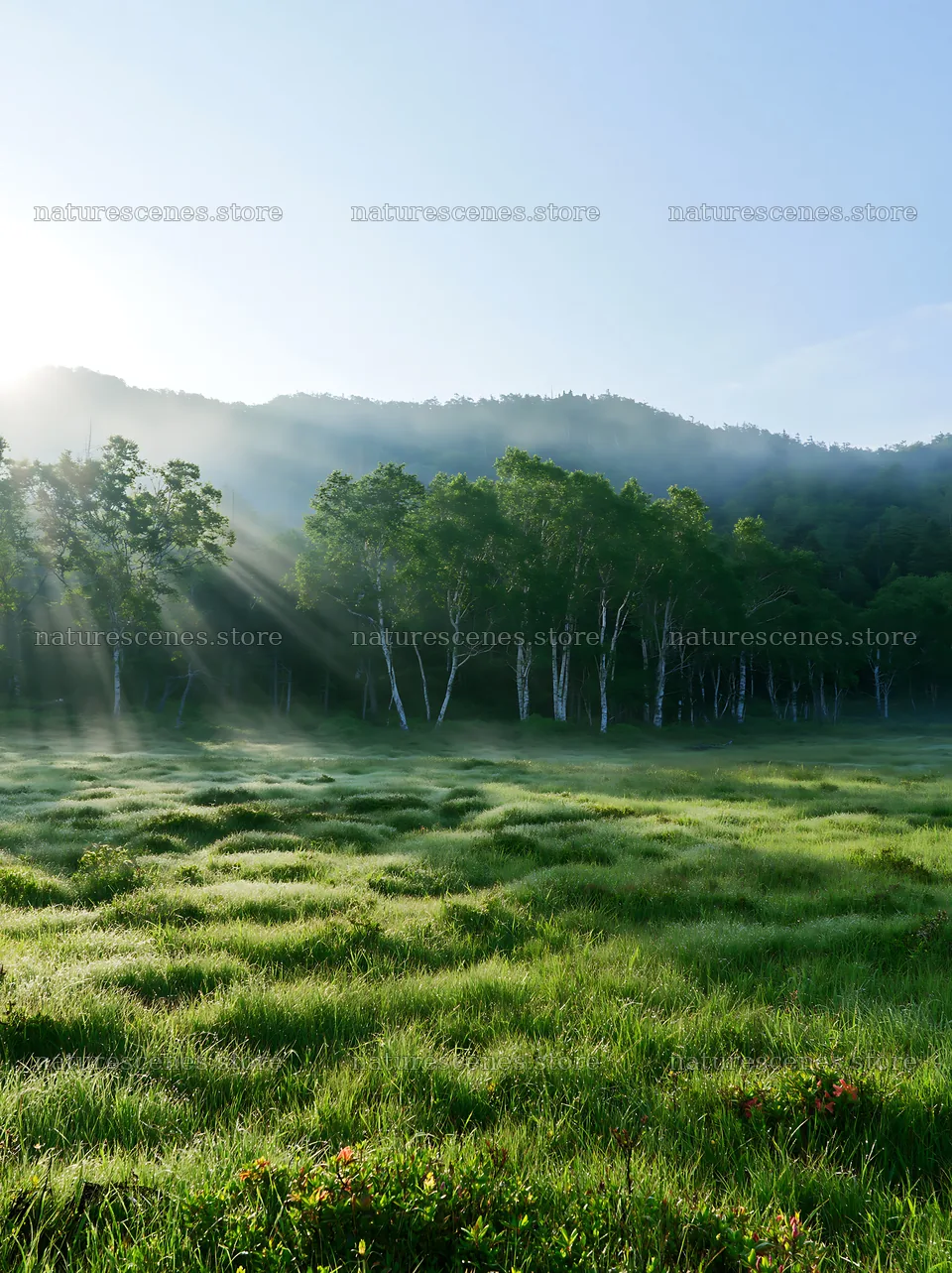 Daisetsuzan alpine meadow light rays shine through trees – nature scenes 6866x9174