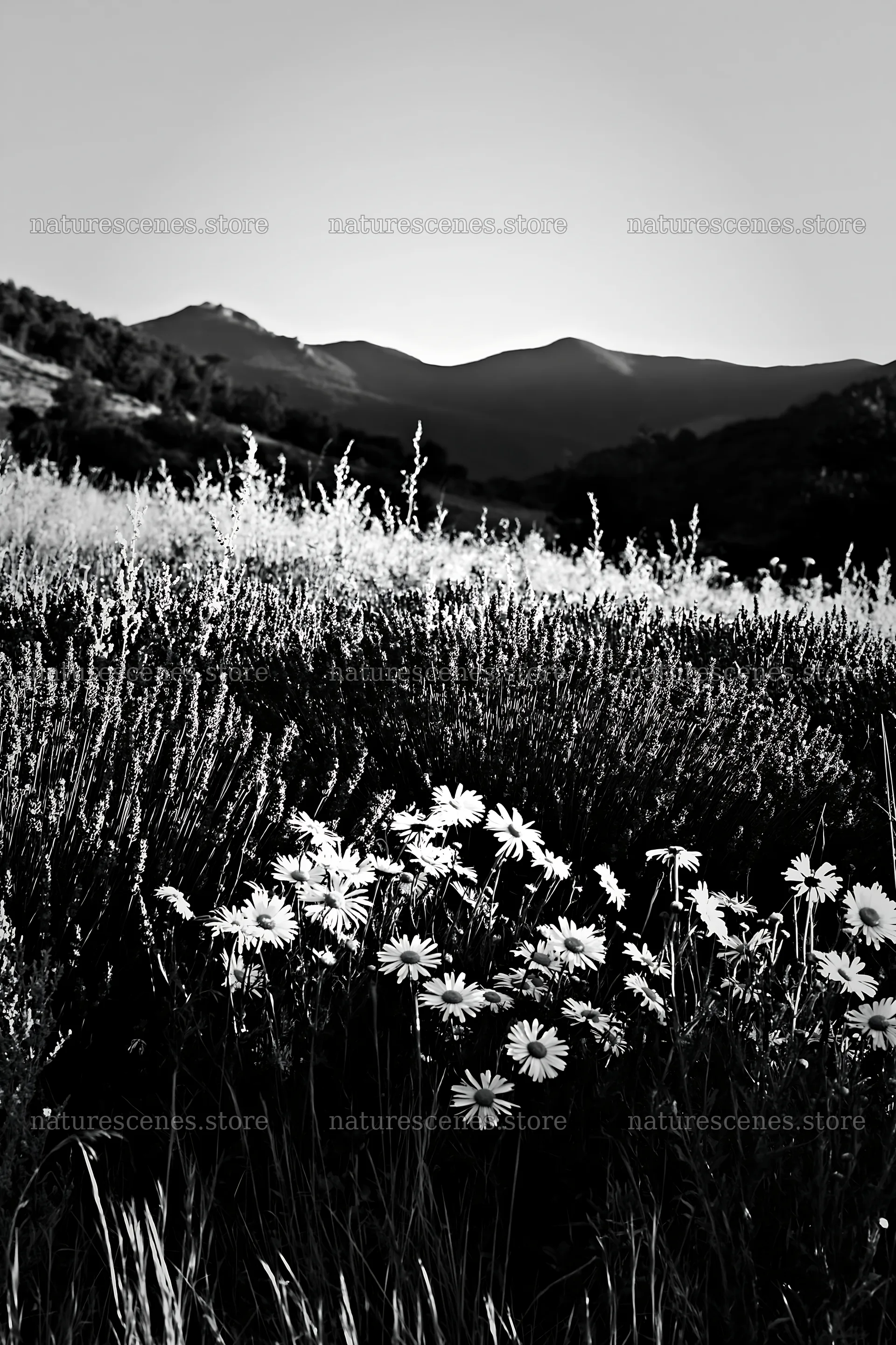 Colorful lavender meadow with flowers and mountains in background – nature scenes 6480x9722