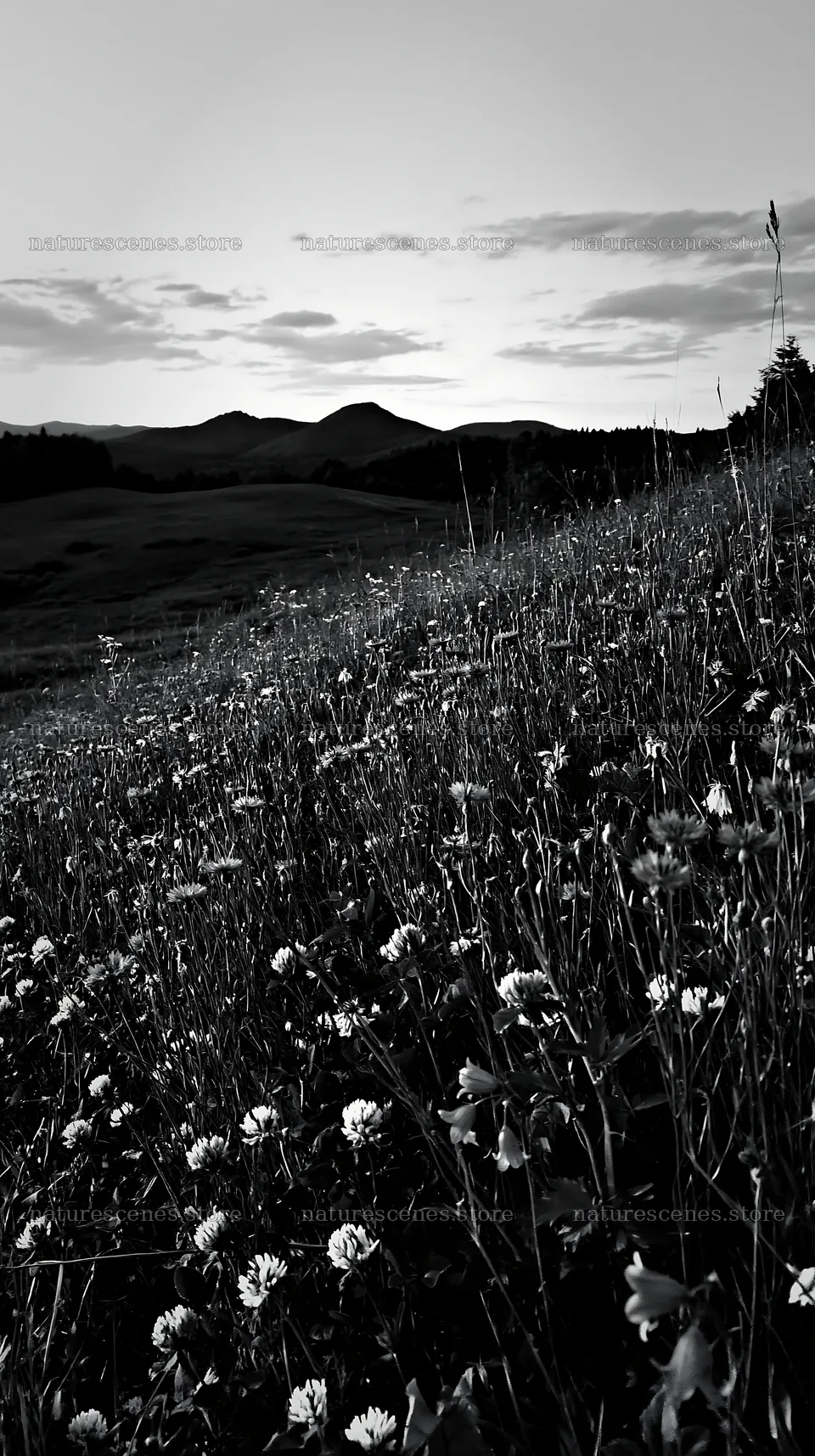 Clover and cornflower meadow under the evening sky – nature scenes 5938x10608