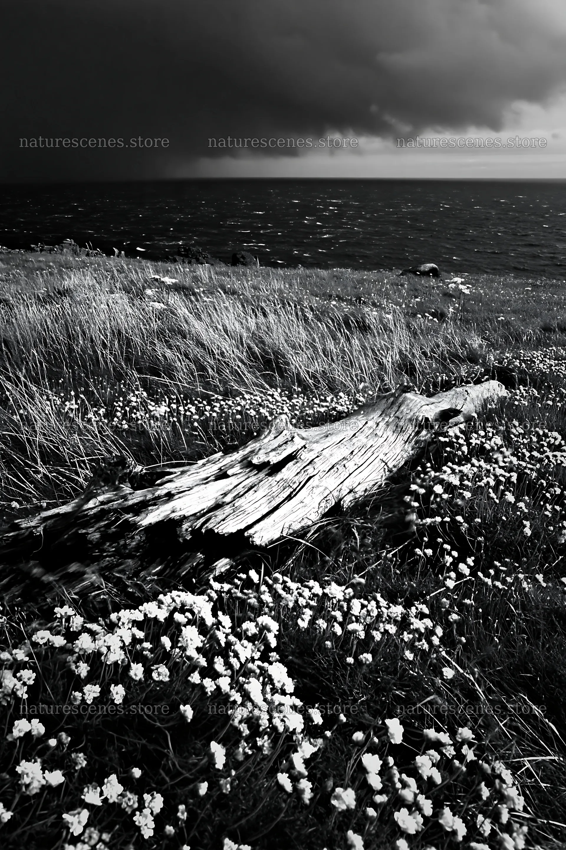 Weathered log on meadow near the sea – nature scenes 6480x9722