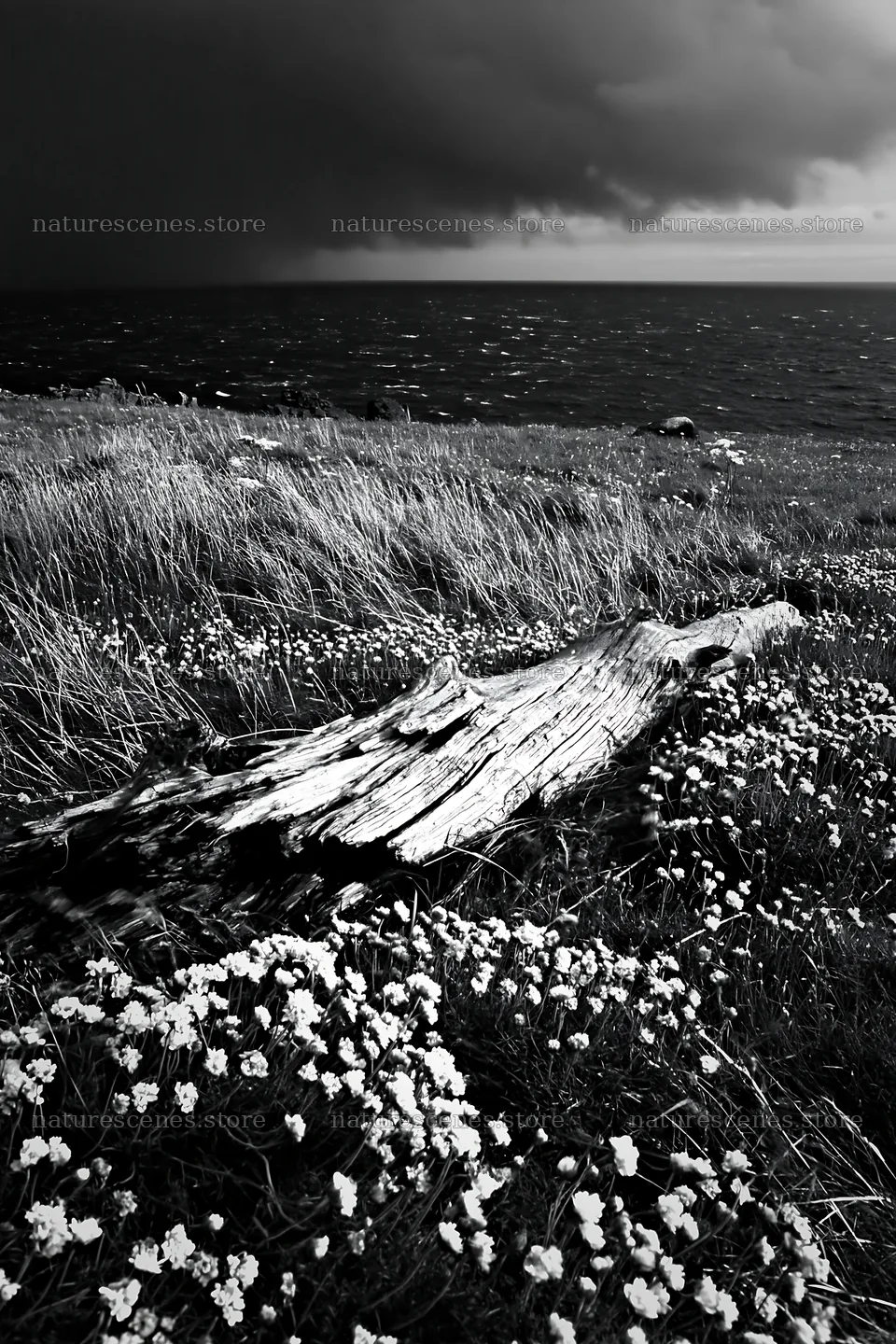 Weathered log on meadow near the sea – nature scenes 6480x9722