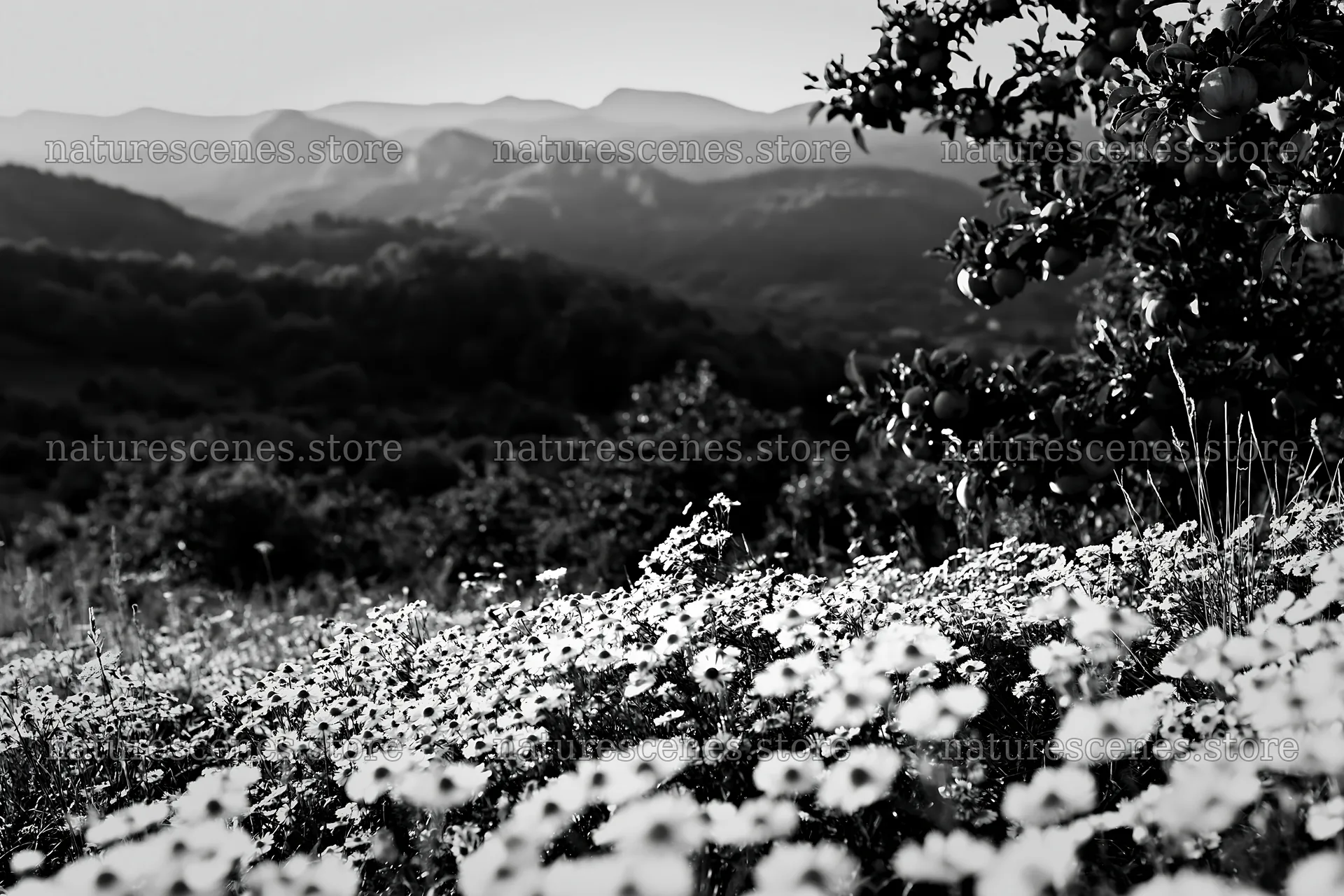 Daisy apple meadow with mountains in the background – nature scenes 9722x6480