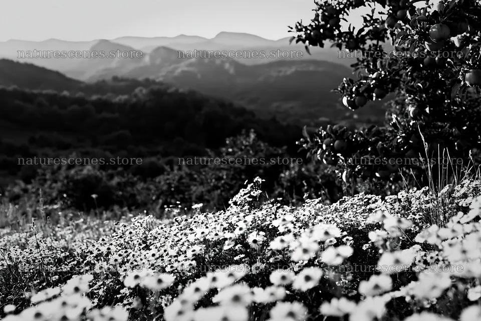 Daisy apple meadow with mountains in the background – nature scenes 9722x6480