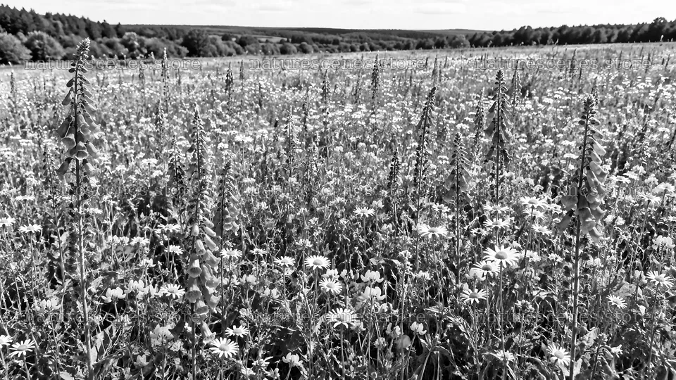 Wildflower Meadow in Monochrome – nature scenes 10324x5812