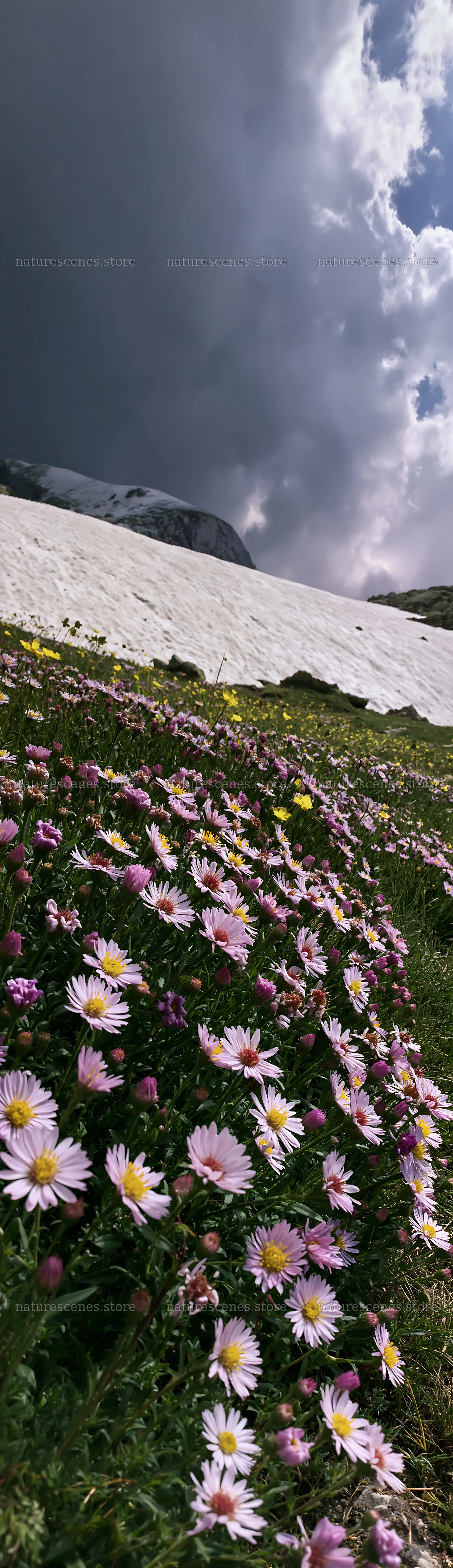 Snowline meadow with flowers in front of a snow-covered slope – nature scenes 4268x14762