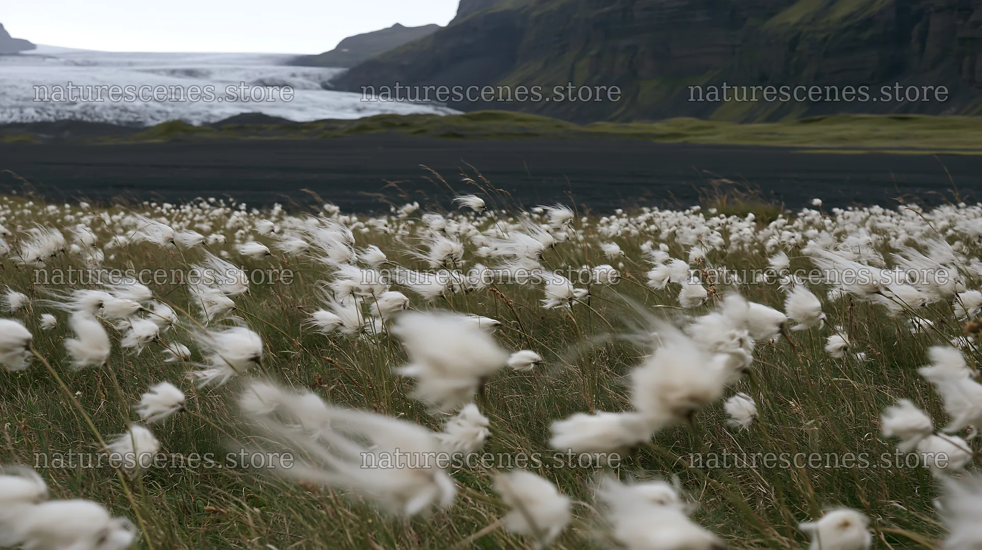 Meadow with seedheads near glacier in Iceland – nature scenes 10608x5938