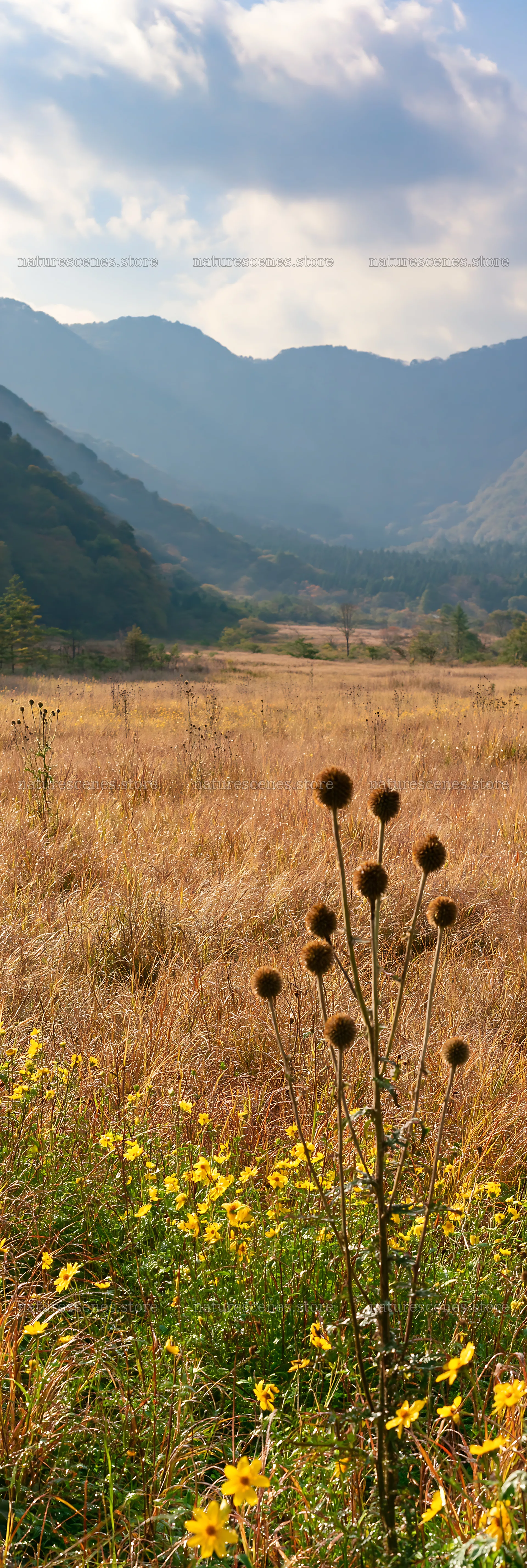 Golden meadow with seedheads in Okayama, Japan – nature scenes 4602x13690