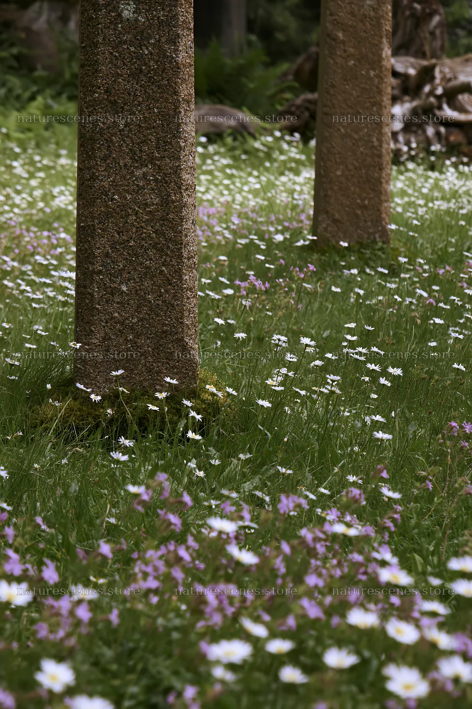 Expansive Christmas meadow with white daisies and driftwood – nature scenes 6480x9722