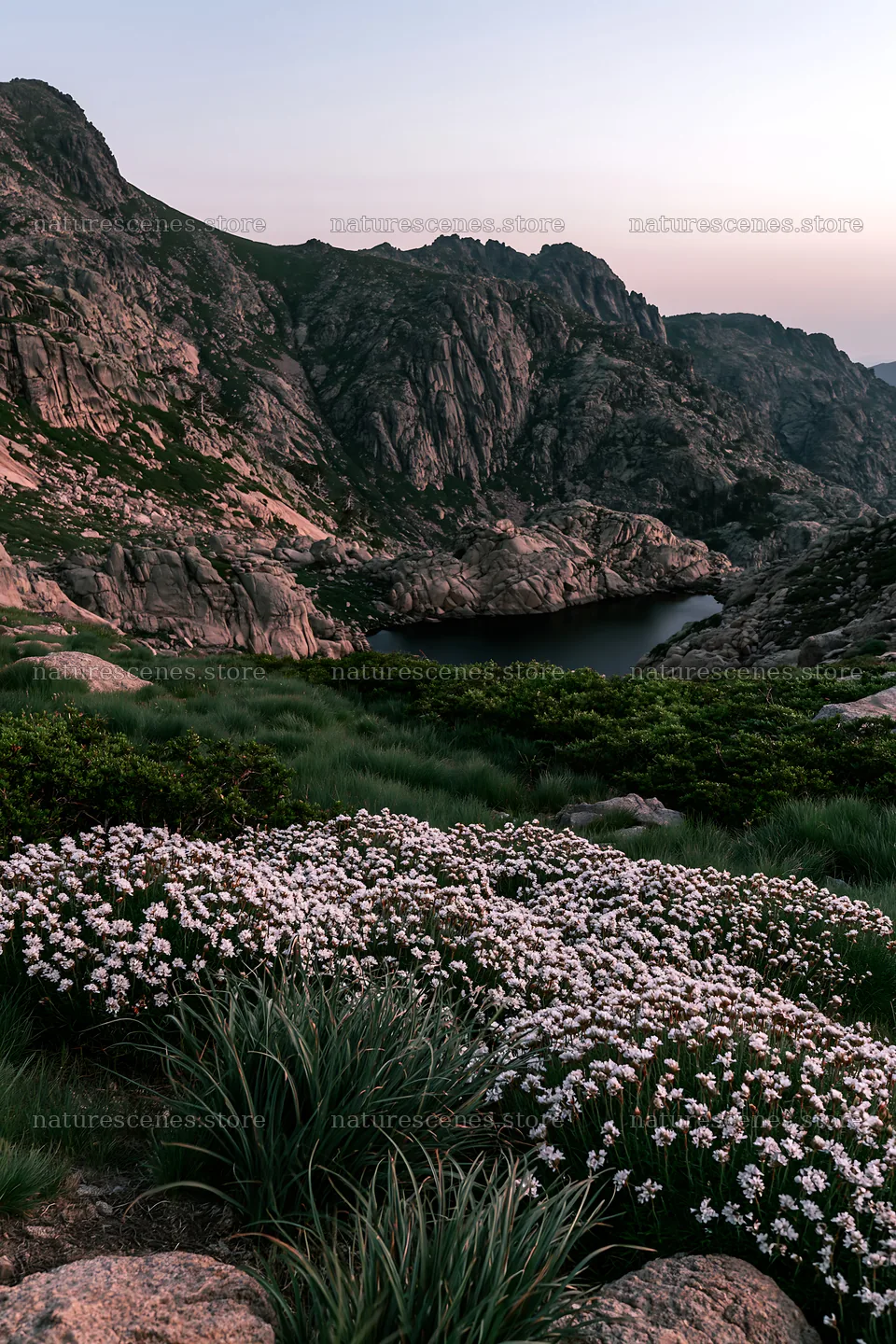 Moonlit meadow with flowers and mountains at dusk – nature scenes 6480x9722