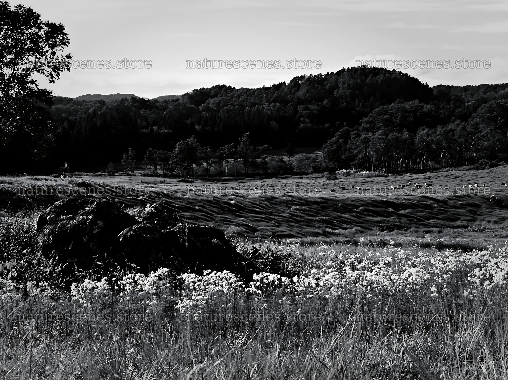 Aomori climate resilient meadow with boulder – nature scenes 9174x6866