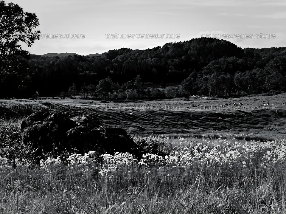 Aomori climate resilient meadow with boulder – nature scenes 9174x6866