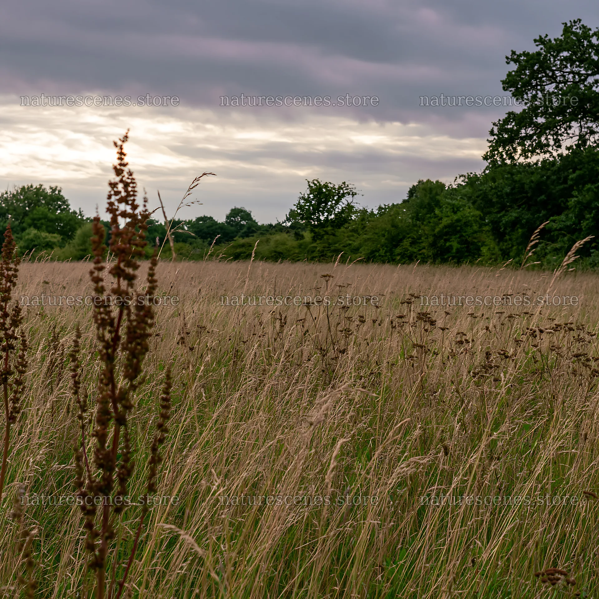 Meadow with seedheads under cloudy sky – nature scenes 7938x7938