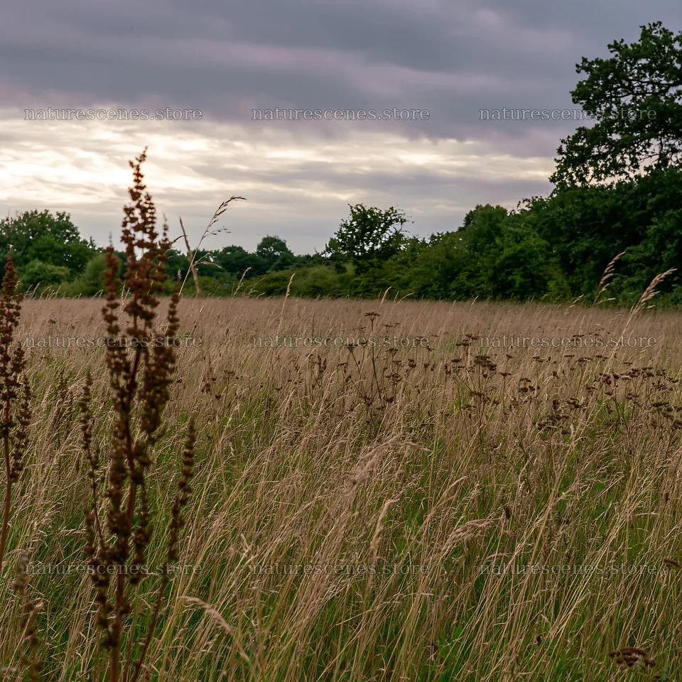 Meadow with seedheads under cloudy sky – nature scenes 7938x7938
