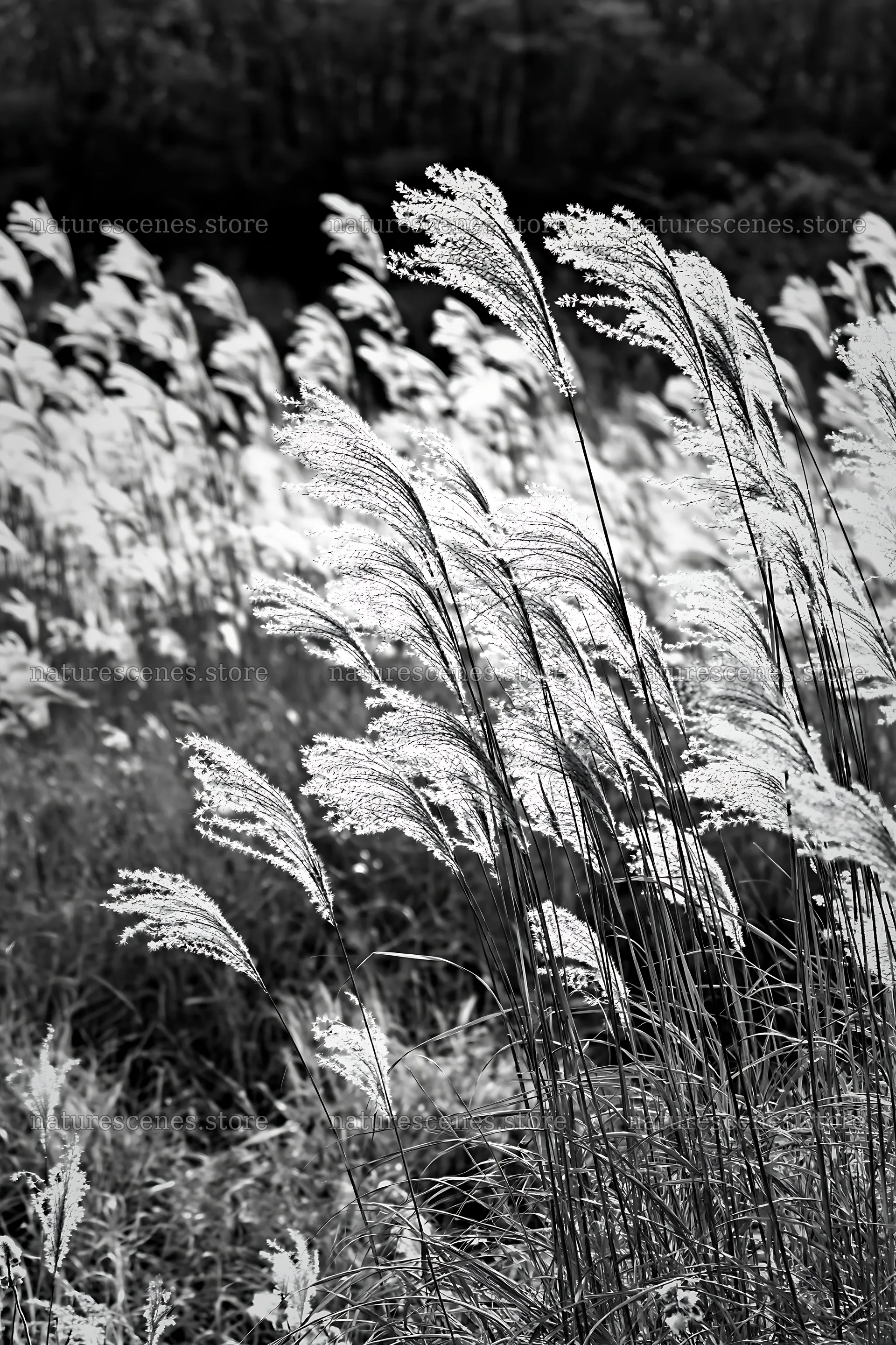 Tokyo urban biodiversity meadow with seedheads in sunlight – nature scenes 6480x9722
