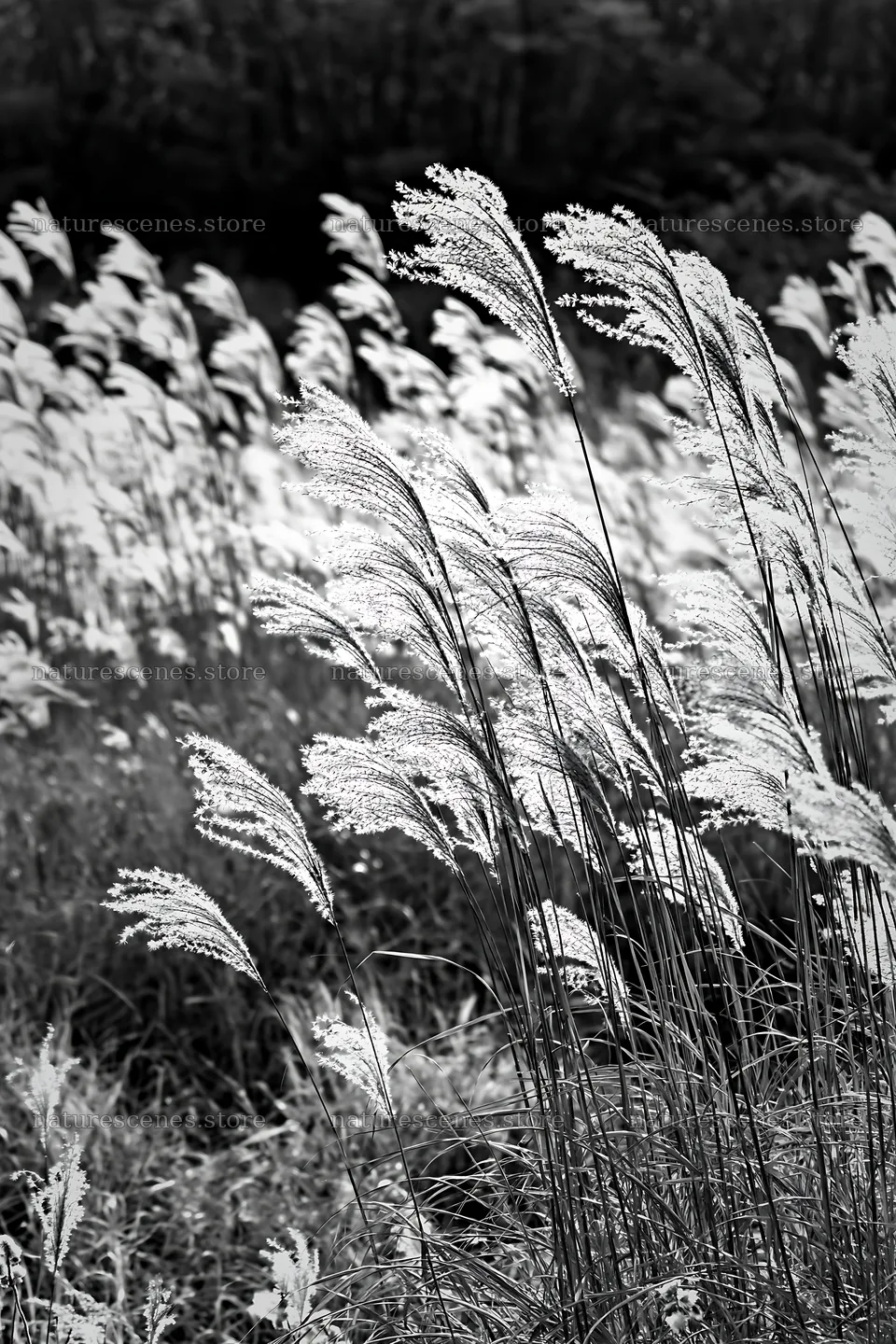 Tokyo urban biodiversity meadow with seedheads in sunlight – nature scenes 6480x9722