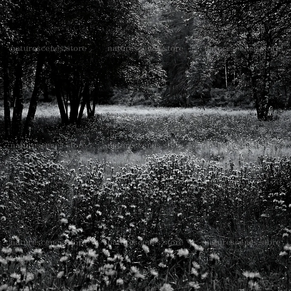 Forest edge meadow with wildflowers in black and white – nature scenes 7938x7938