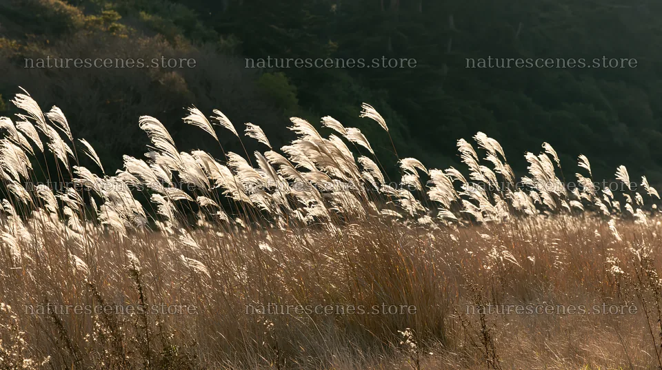 Meadow grass seedheads swaying in the evening light – nature scenes 10608x5938