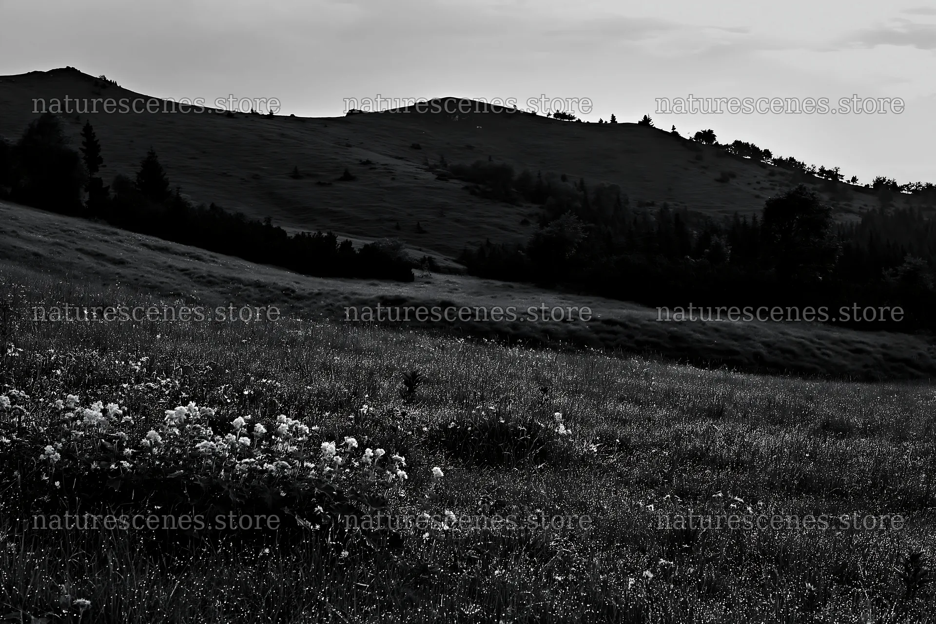 Dewy meadow with flowers near hills at dusk – nature scenes 9722x6480