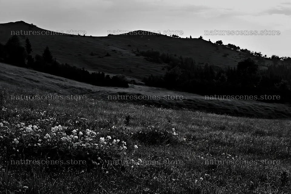 Dewy meadow with flowers near hills at dusk – nature scenes 9722x6480