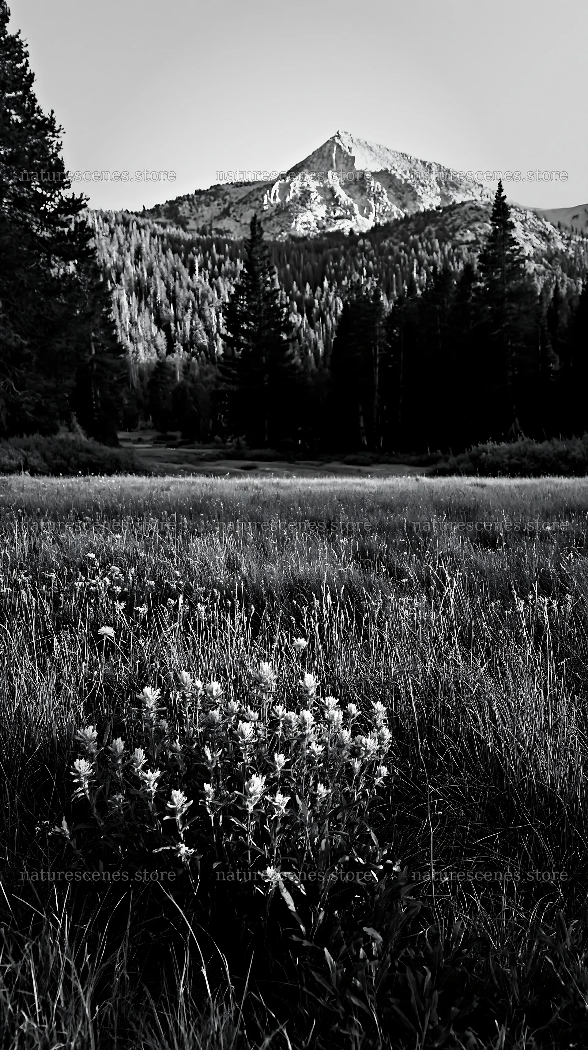 Tall grass meadow with wildflowers and mountains in the background – nature scenes 5938x10608