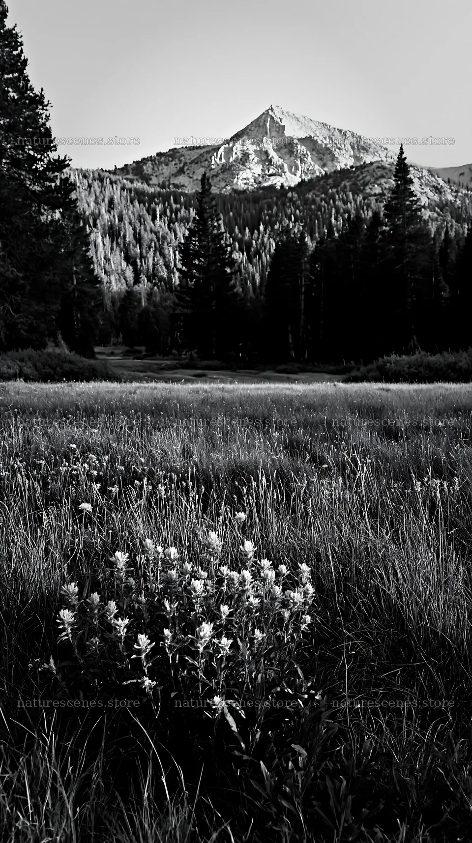 Tall grass meadow with wildflowers and mountains in the background – nature scenes 5938x10608