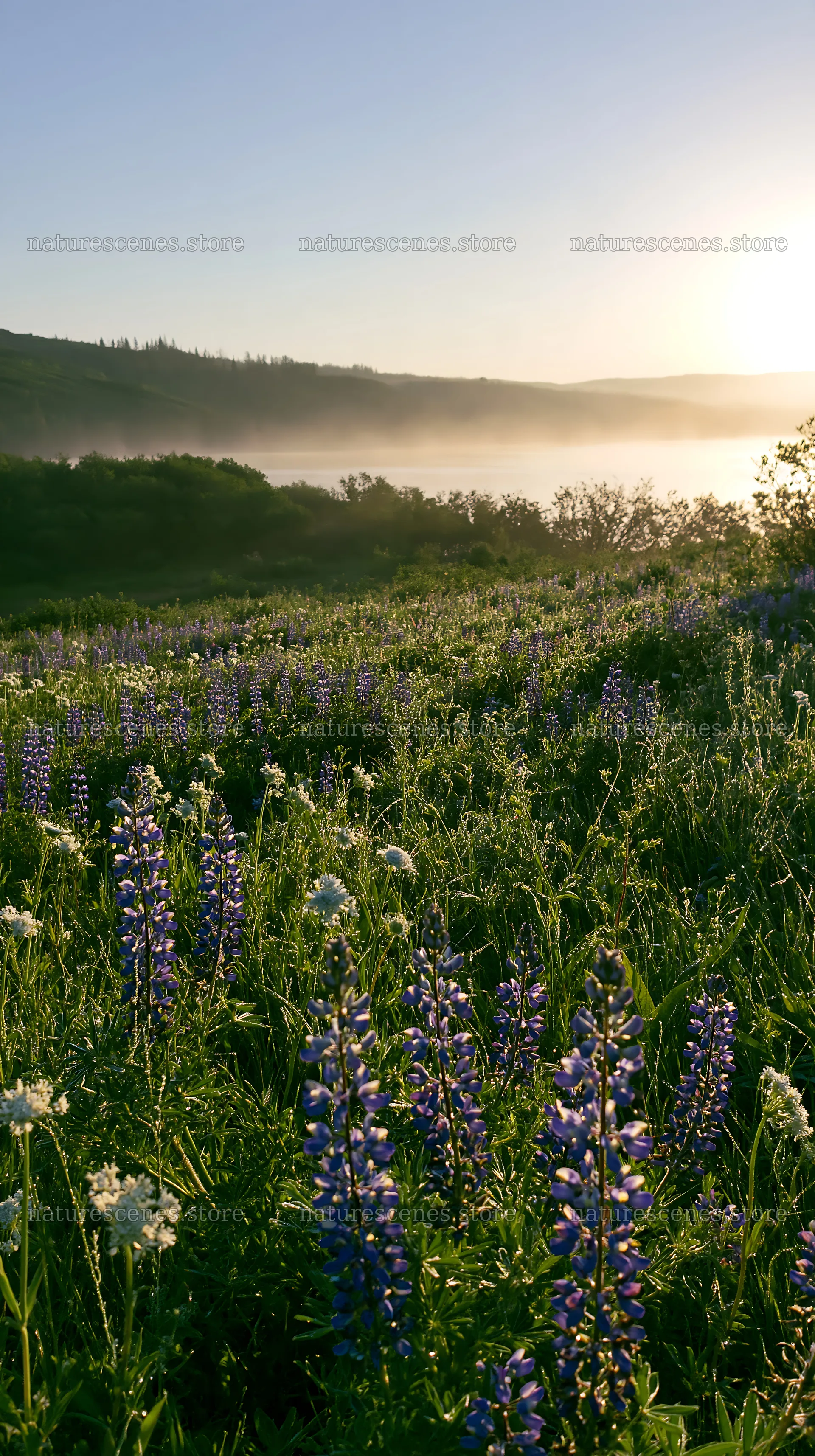 Sunlit lakeside meadow filled with wildflowers – nature scenes 5938x10608