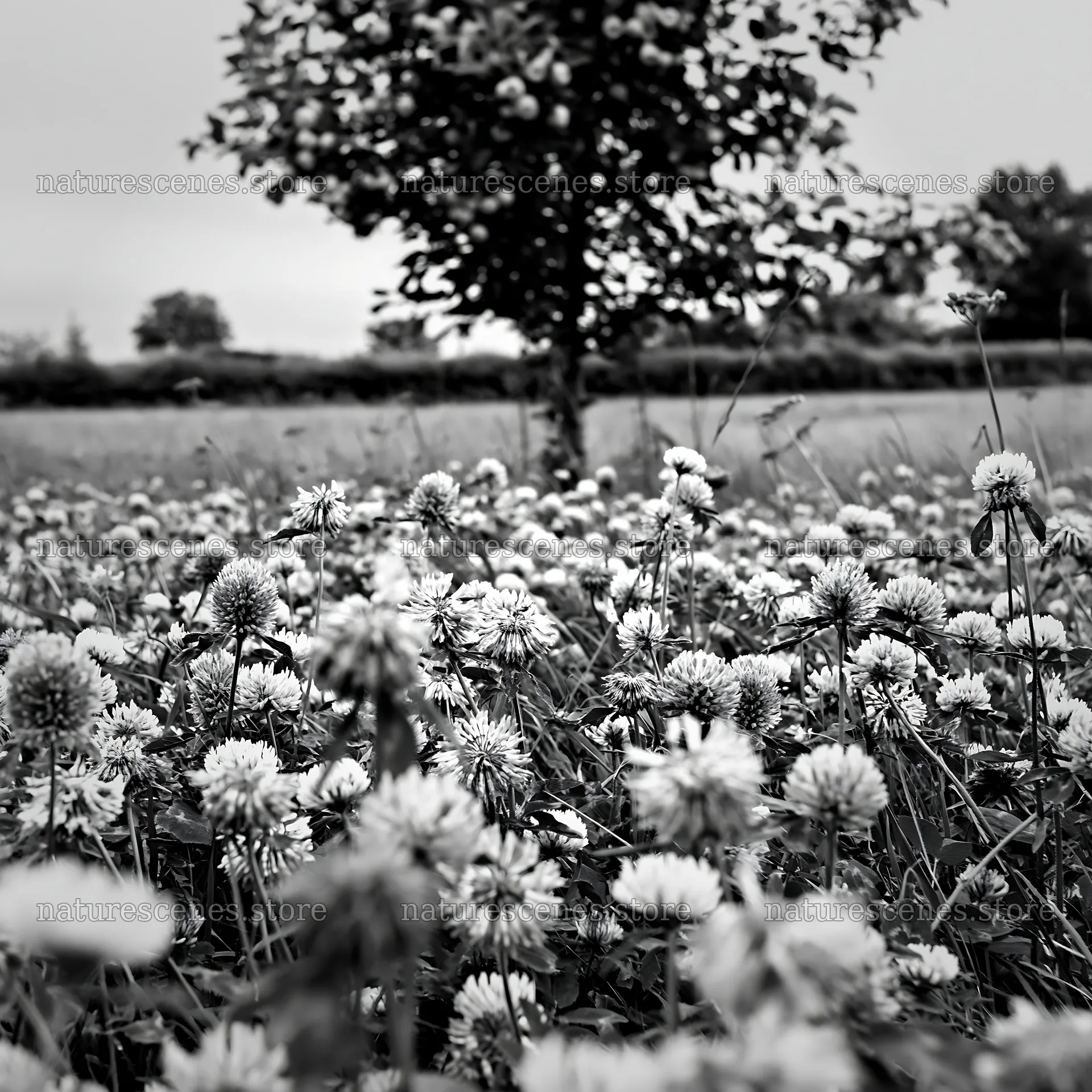 Clover and apple tree in black and white meadow scene – nature scenes 7938x7938
