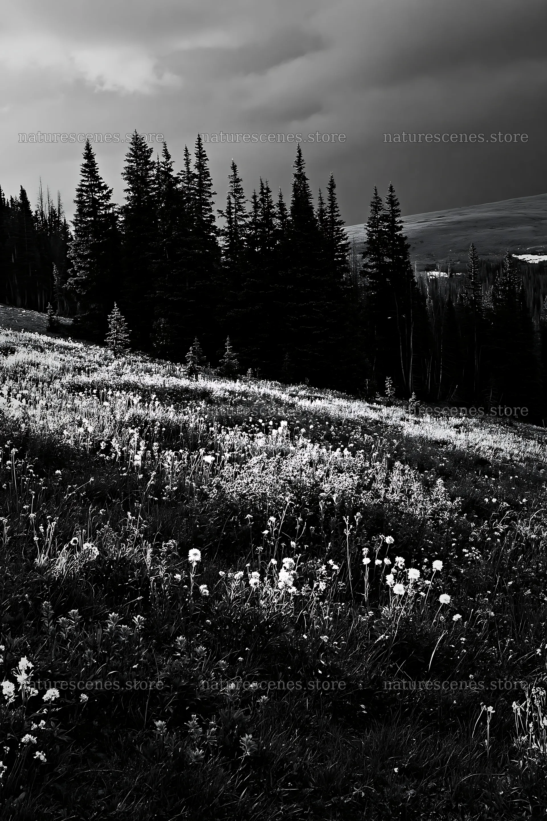 Snowy Rocky Mountain Park meadow with forest in the background – nature scenes 6480x9722