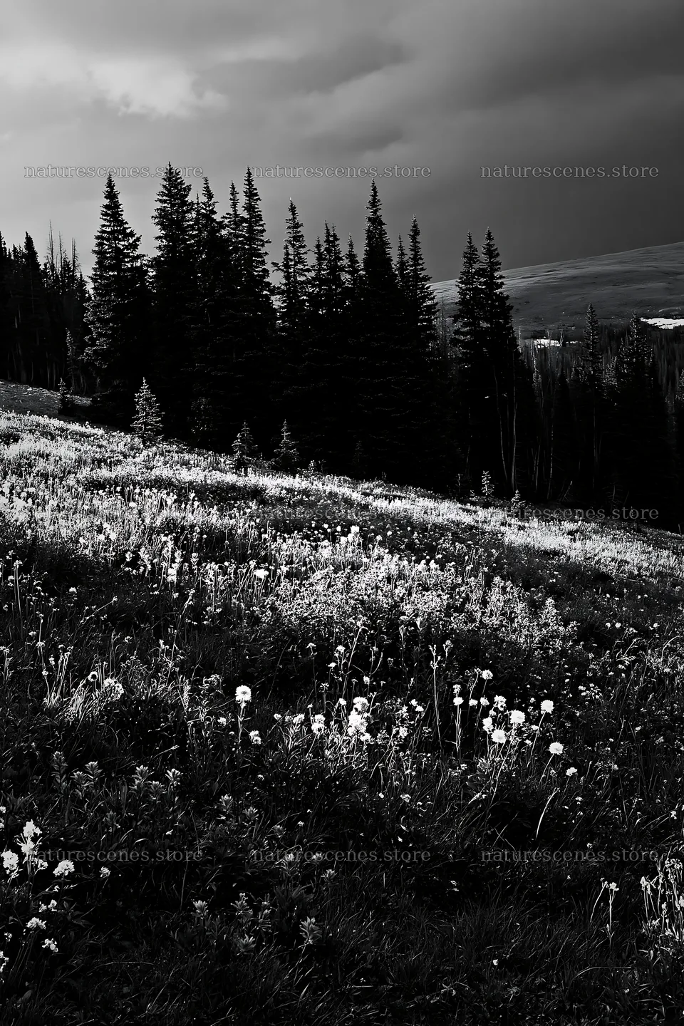 Snowy Rocky Mountain Park meadow with forest in the background – nature scenes 6480x9722