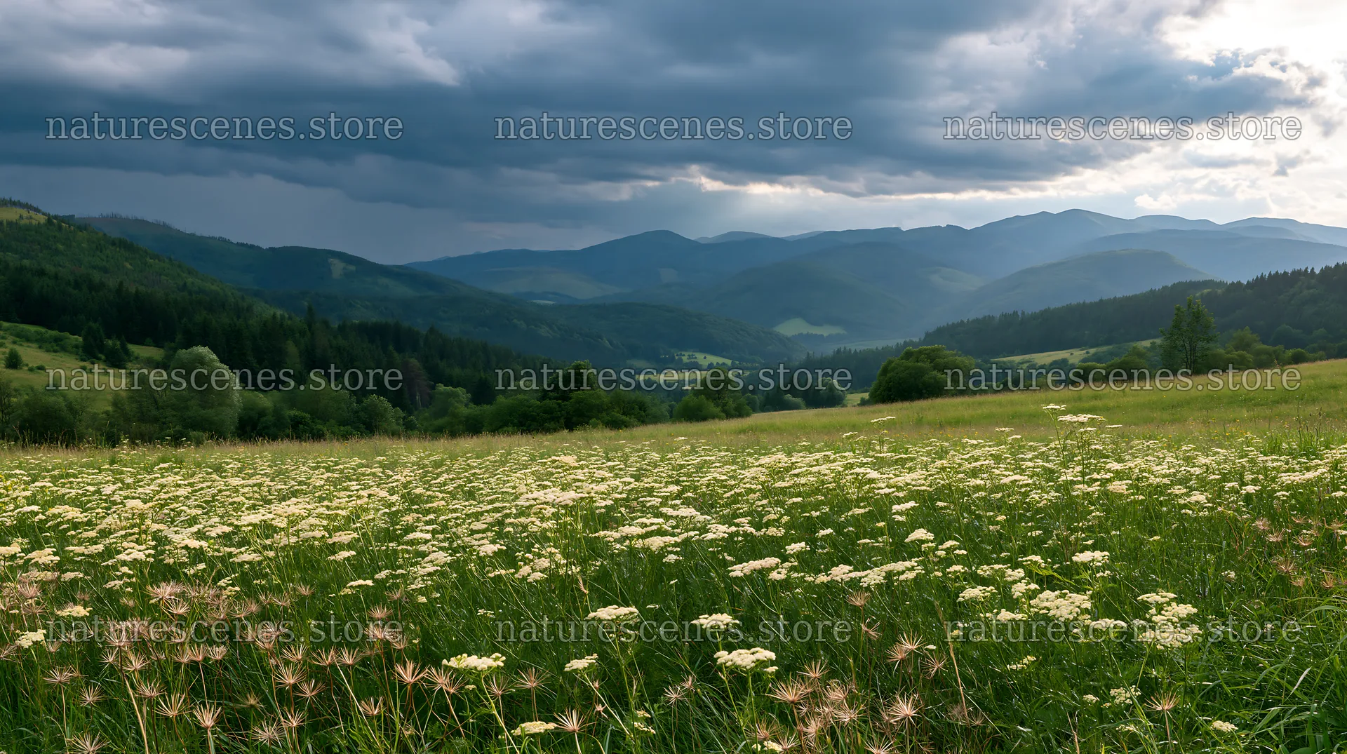 Slovak meadow in the Carpathian valley under cloudy sky – nature scenes 10608x5938