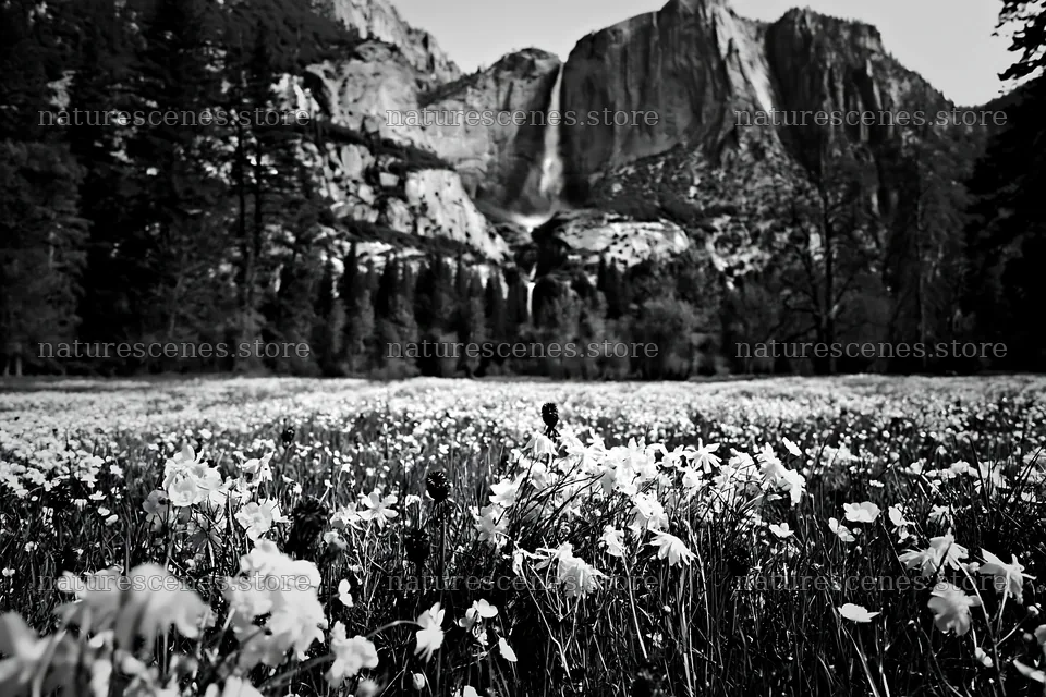 Cascade valley flower meadow with mountains and waterfall – nature scenes 9722x6480