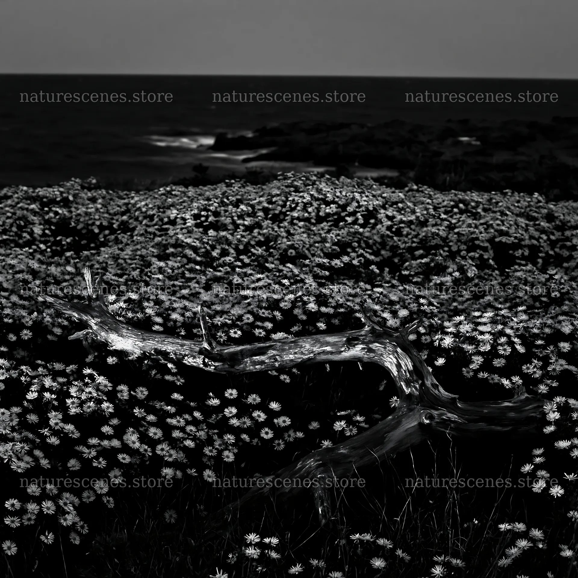 Chiba coastal climate meadow with driftwood by the ocean – nature scenes 7938x7938
