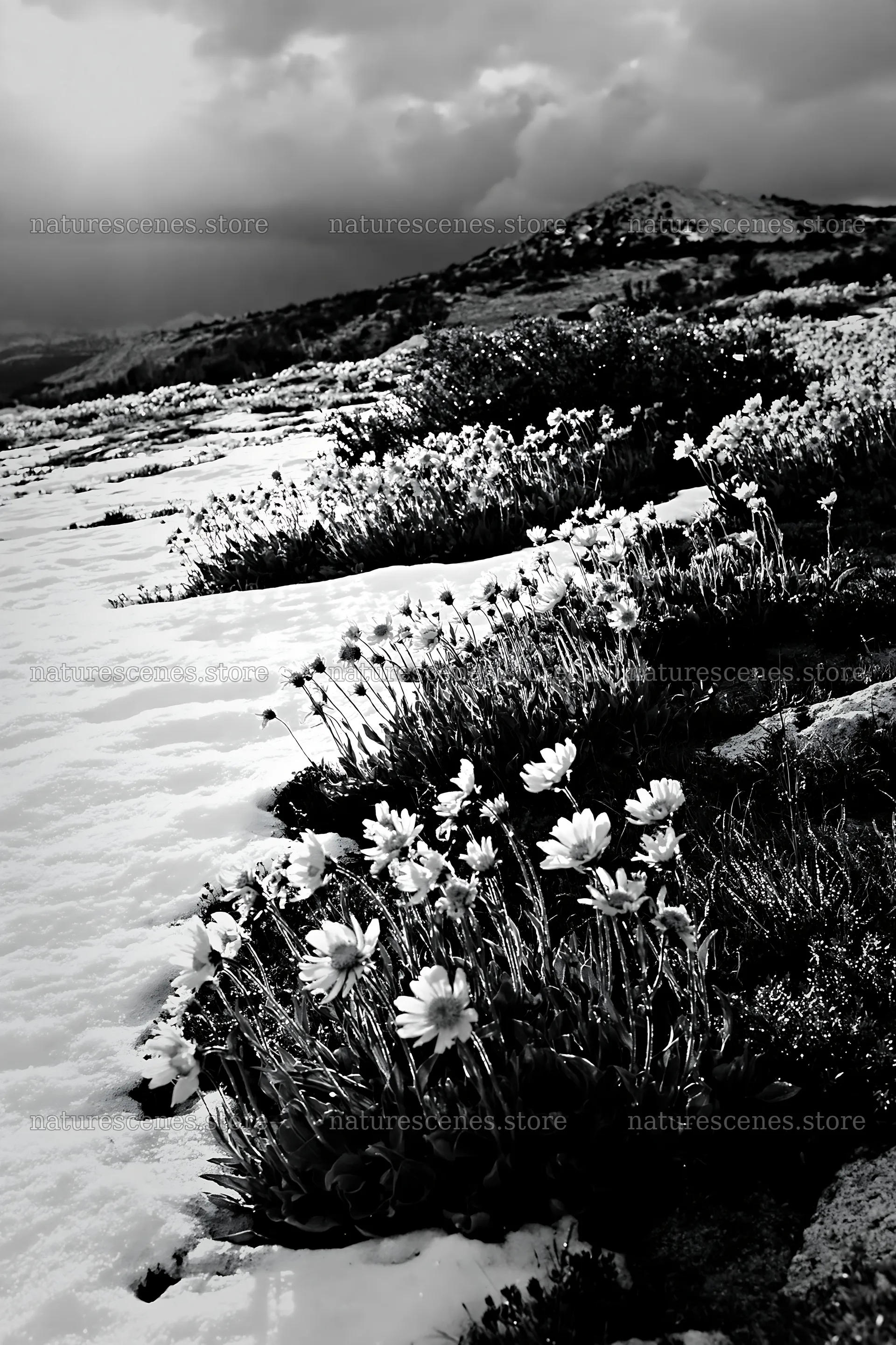 Snowbound meadow with yellow flowers and snow patches – nature scenes 6480x9722