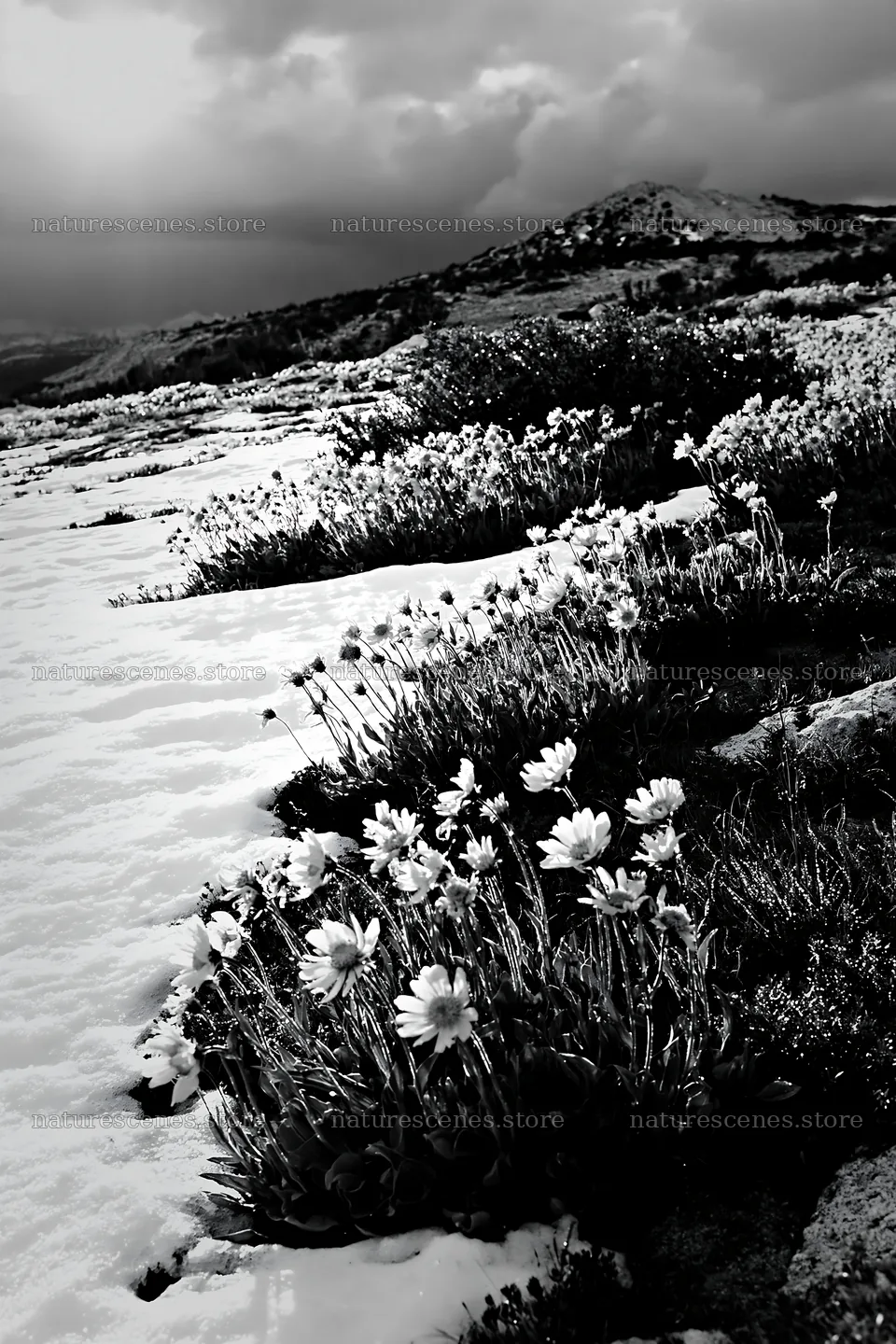 Snowbound meadow with yellow flowers and snow patches – nature scenes 6480x9722