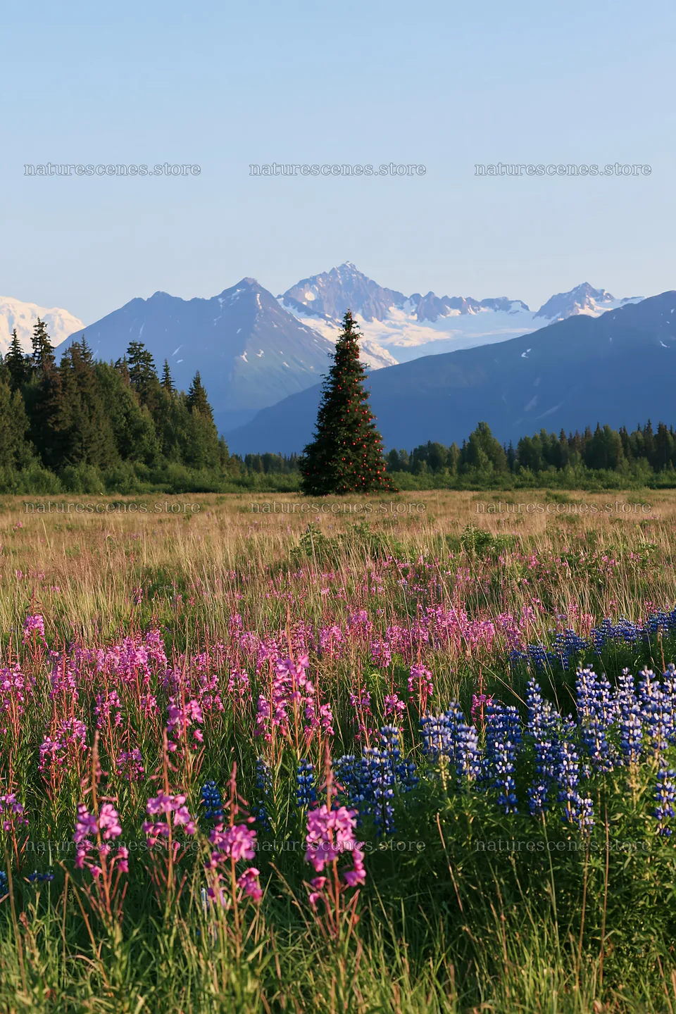 Christmas tree in meadow with flowers and mountains in background – nature scenes 6480x9722