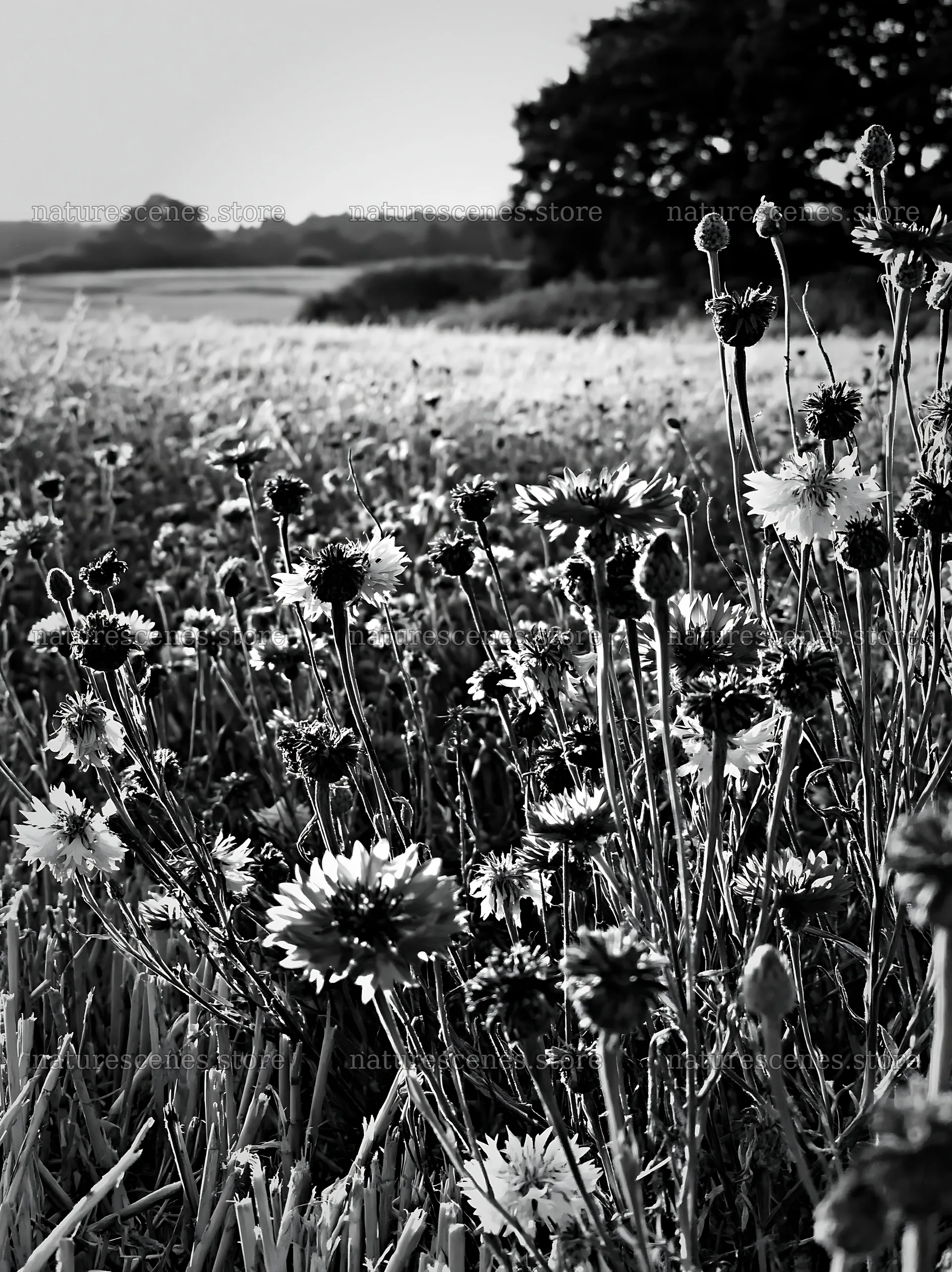 Colorful cornflower meadow in black and white setting – nature scenes 6866x9174