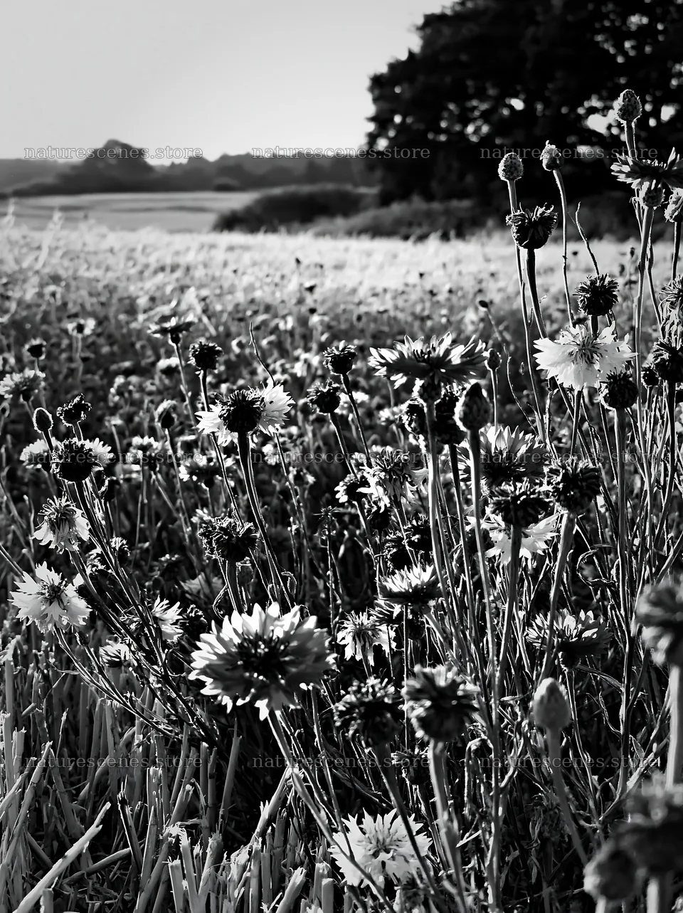 Colorful cornflower meadow in black and white setting – nature scenes 6866x9174
