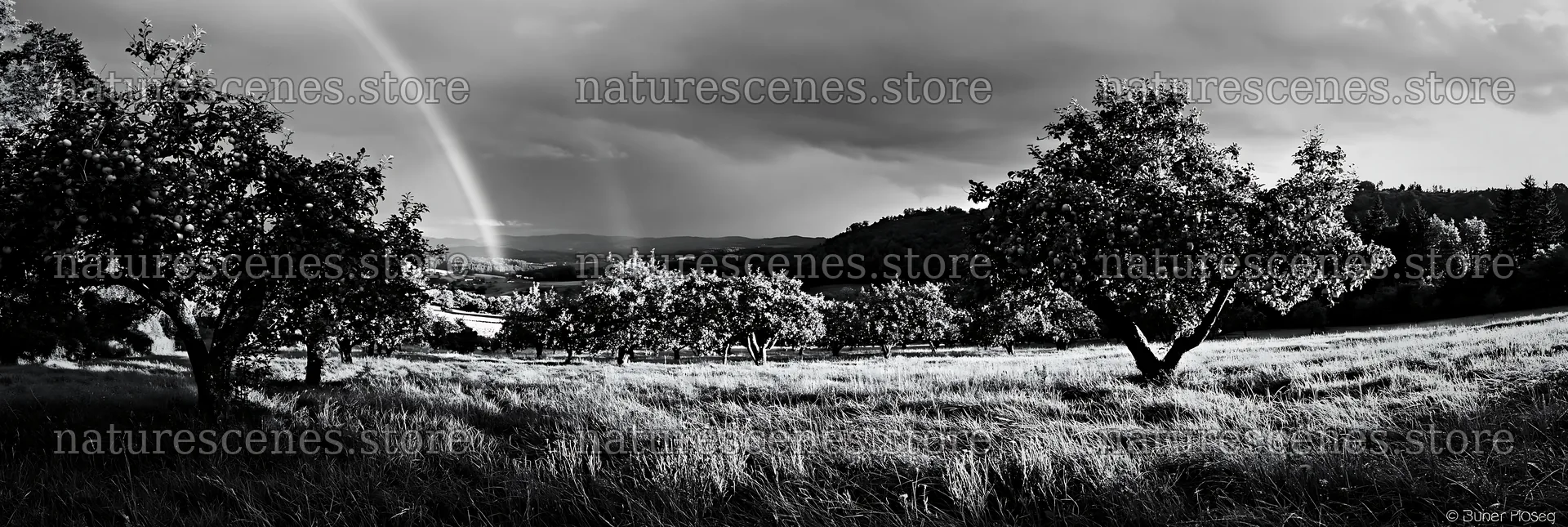 Apple trees in valley meadow under rainbow – nature scenes 13690x4602