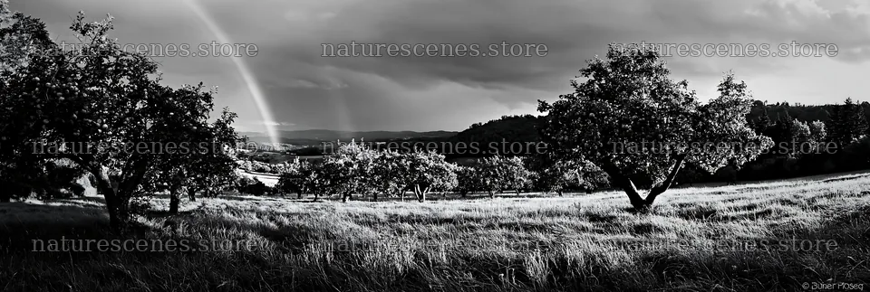 Apple trees in valley meadow under rainbow – nature scenes 13690x4602