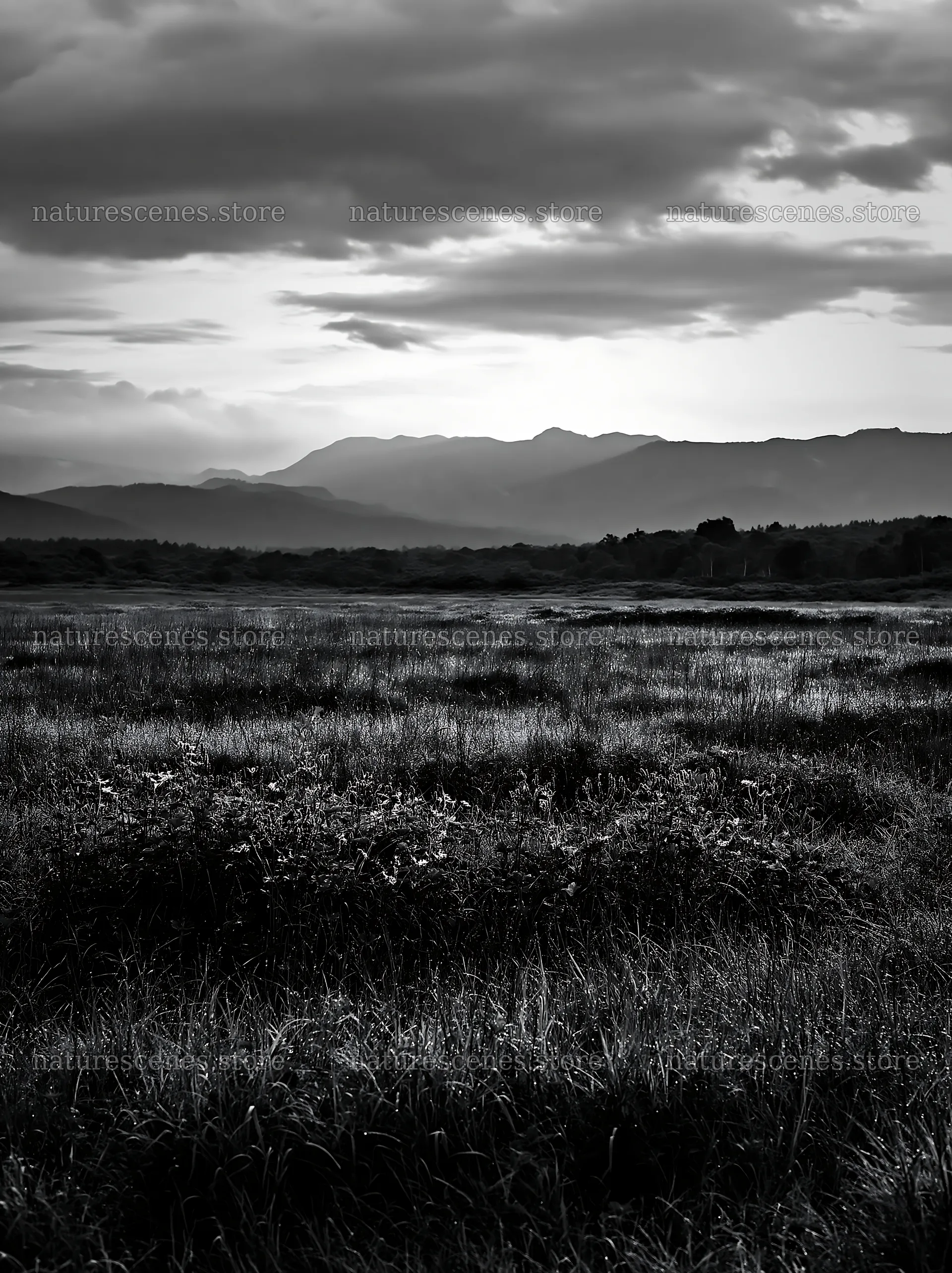 Expansive Hokkaido restoration meadow with dewdrops – nature scenes 6866x9174