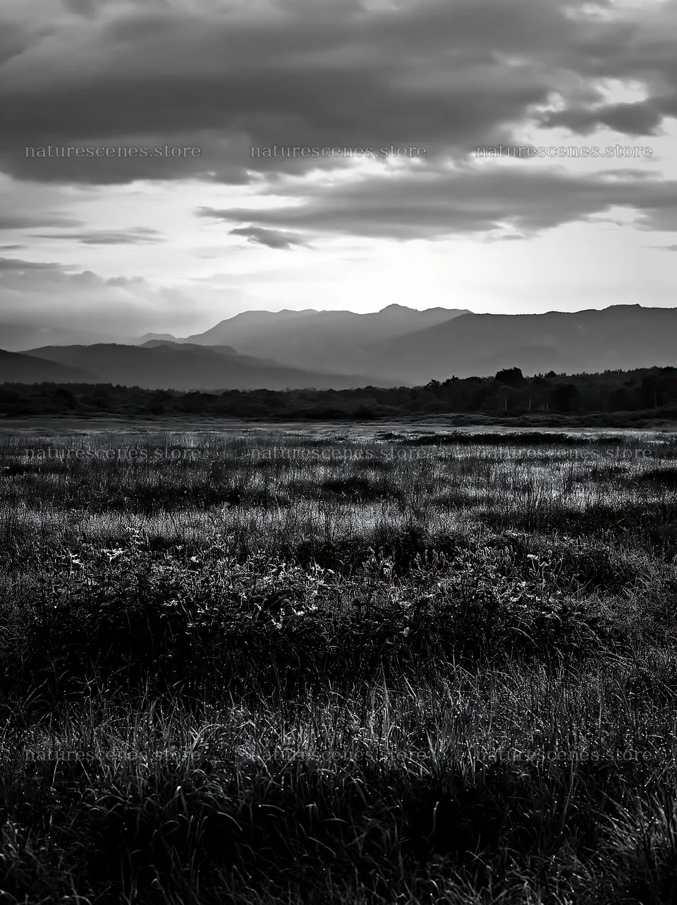 Expansive Hokkaido restoration meadow with dewdrops – nature scenes 6866x9174