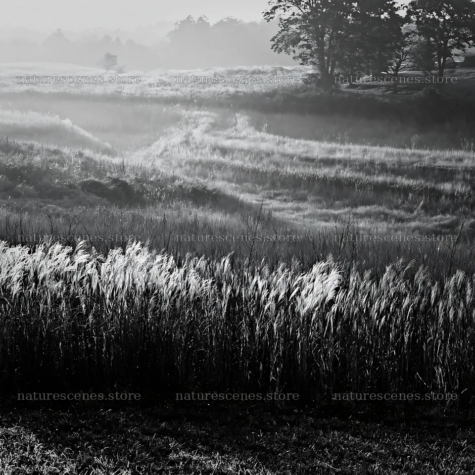 Aichi restored meadow autumn seedheads foreground with morning light – nature scenes 7938x7938